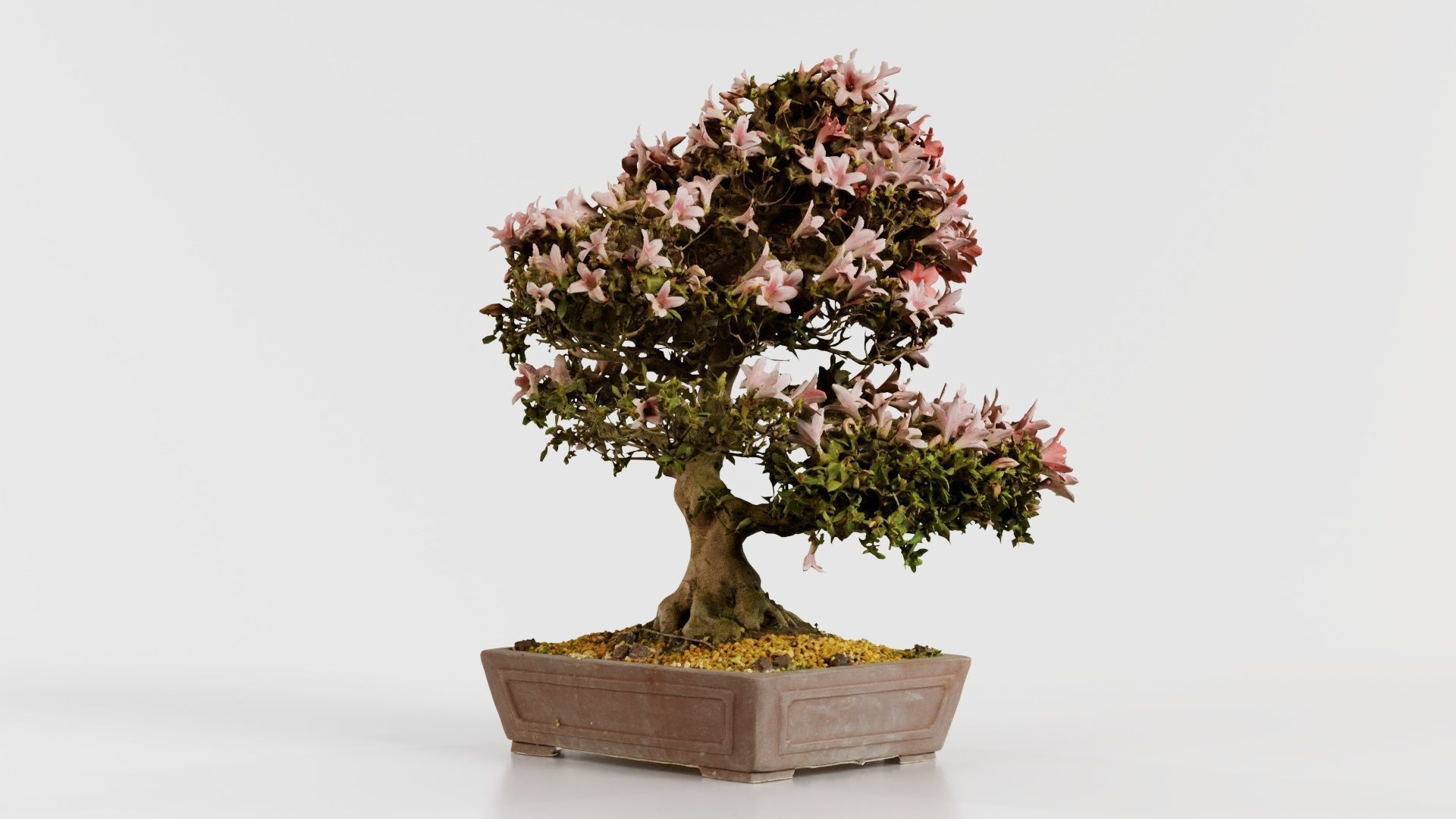Satsuki Azalea Large Red Pink Rhododendron Indicum Bonsai Tree Low-poly 3D model_1
