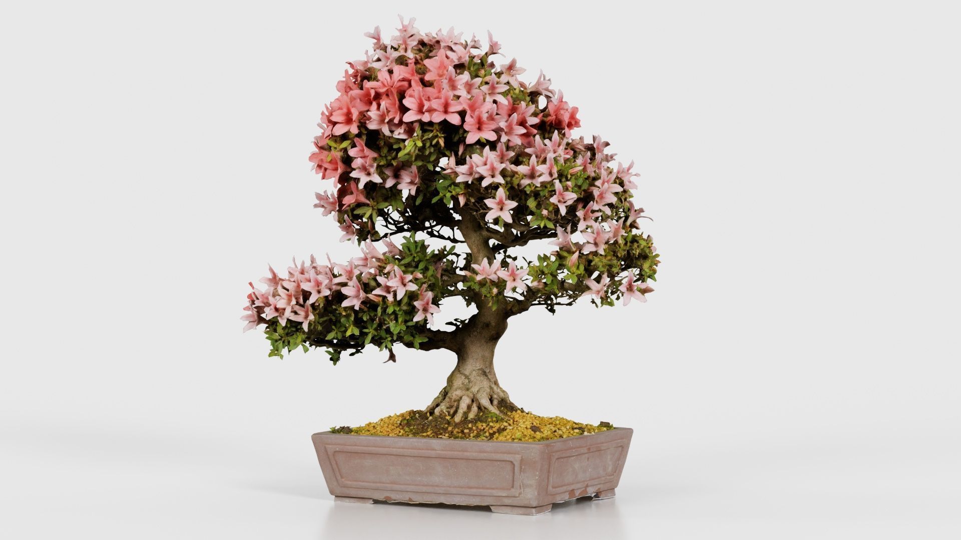 Satsuki Azalea Large Red Pink Rhododendron Indicum Bonsai Tree Low-poly 3D model_26