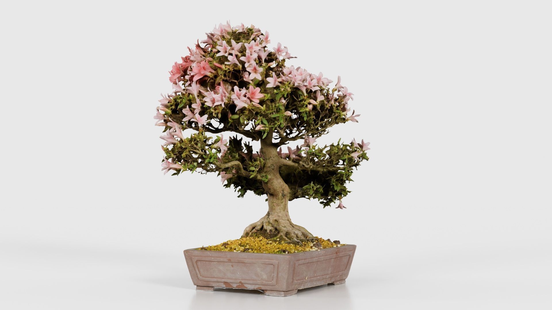 Satsuki Azalea Large Red Pink Rhododendron Indicum Bonsai Tree Low-poly 3D model_23