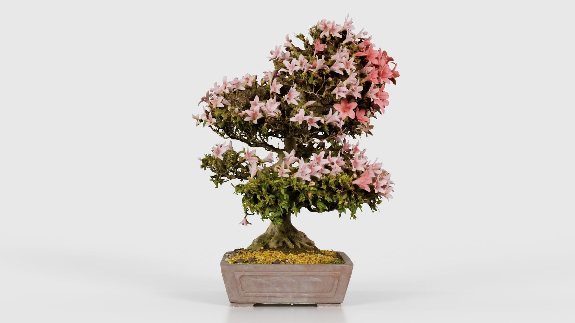 Satsuki Azalea Large Red Pink Rhododendron Indicum Bonsai Tree Low-poly 3D model_18