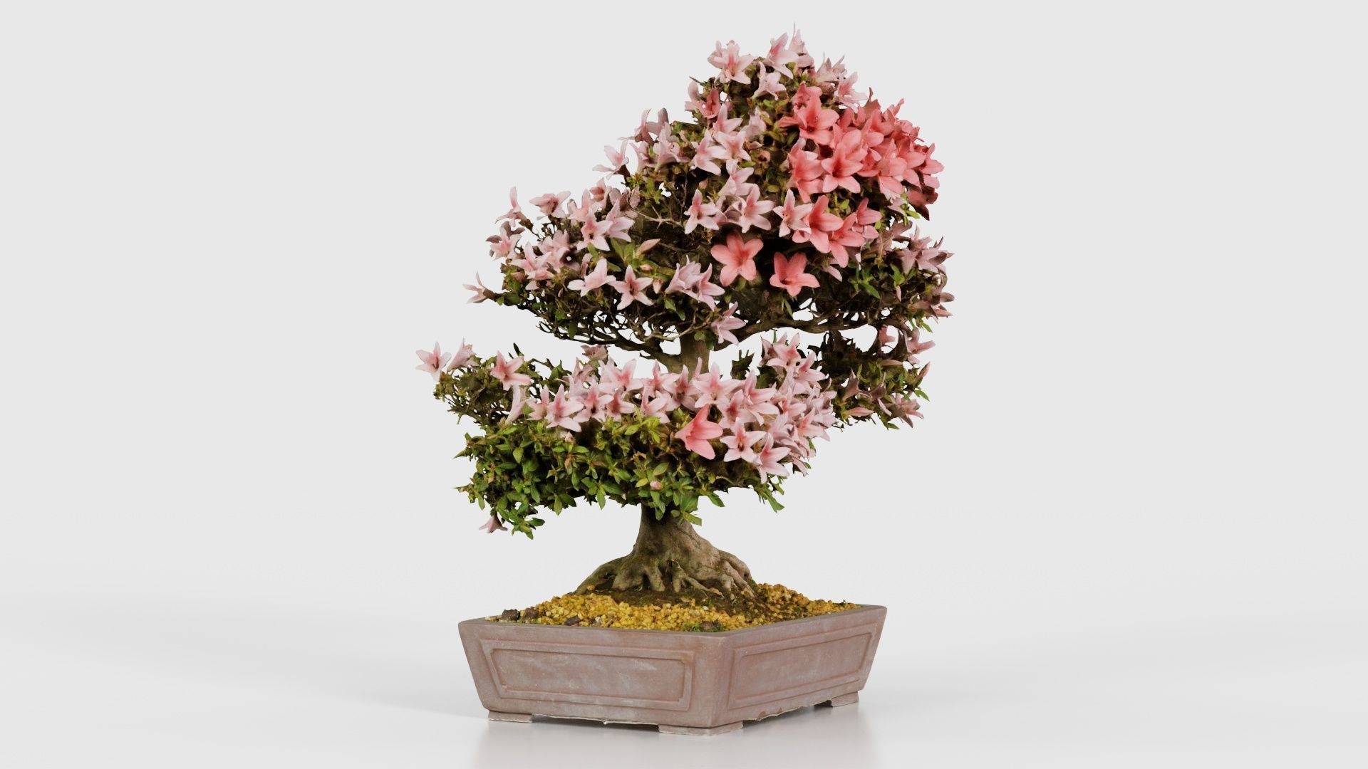 Satsuki Azalea Large Red Pink Rhododendron Indicum Bonsai Tree Low-poly 3D model_17
