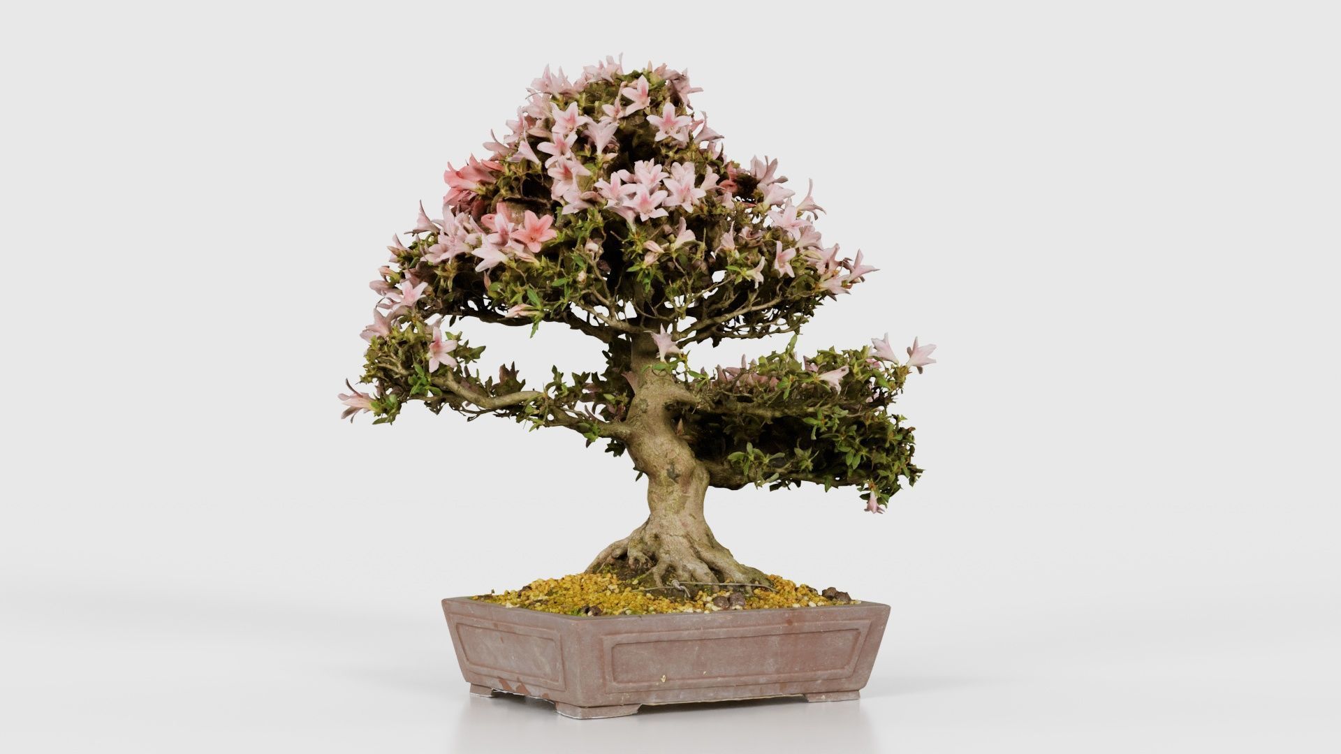 Satsuki Azalea Large Red Pink Rhododendron Indicum Bonsai Tree Low-poly 3D model_22