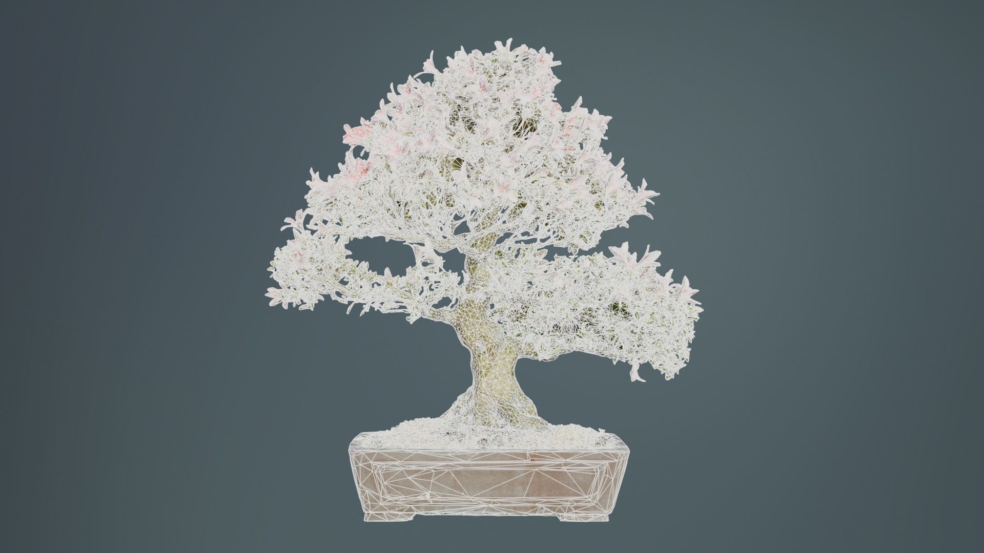 Satsuki Azalea Large Red Pink Rhododendron Indicum Bonsai Tree Low-poly 3D model_10