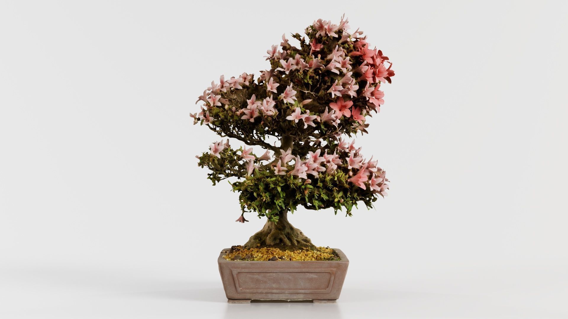 Satsuki Azalea Large Red Pink Rhododendron Indicum Bonsai Tree Low-poly 3D model_7