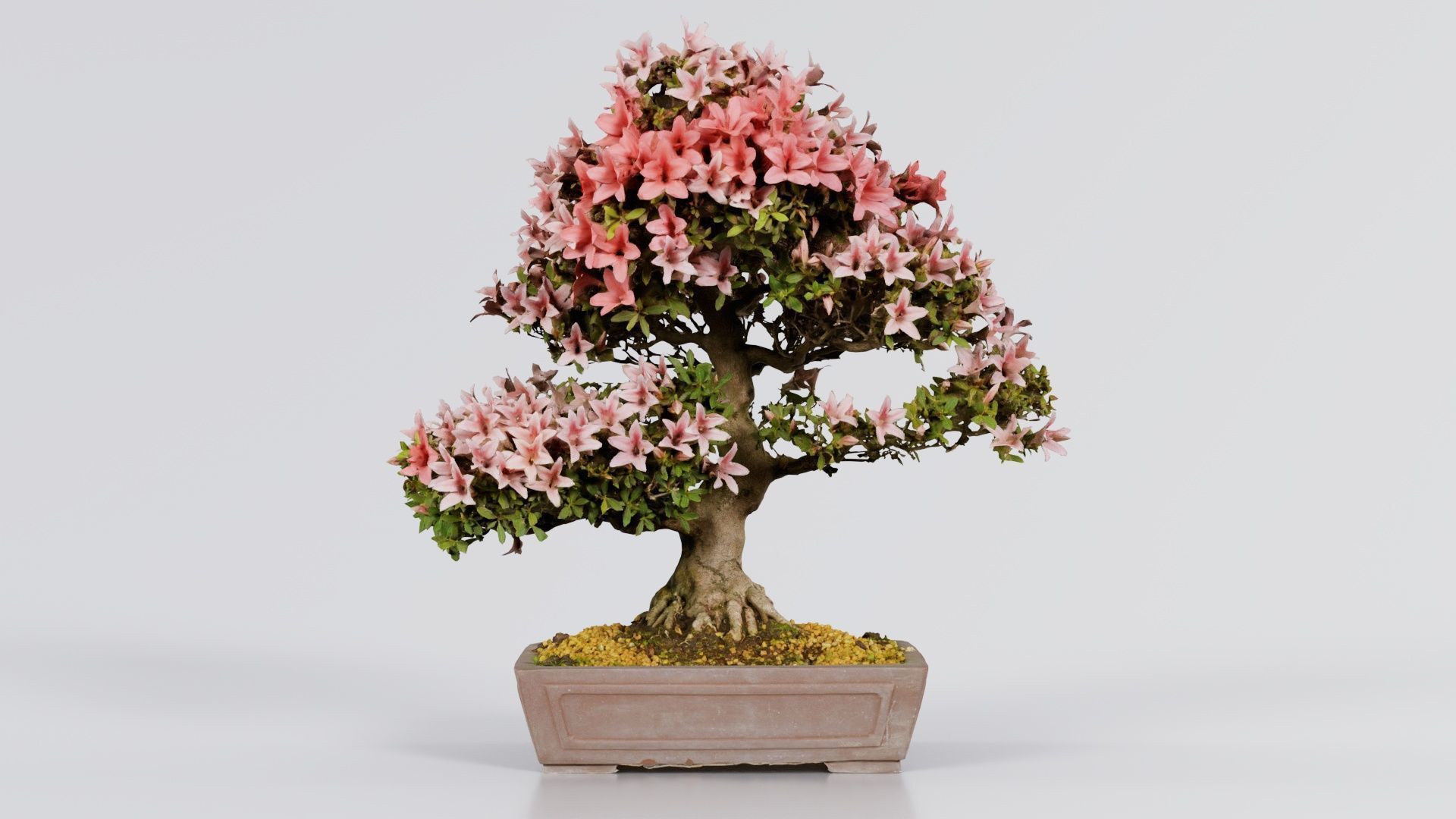 Satsuki Azalea Large Red Pink Rhododendron Indicum Bonsai Tree Low-poly 3D model_2