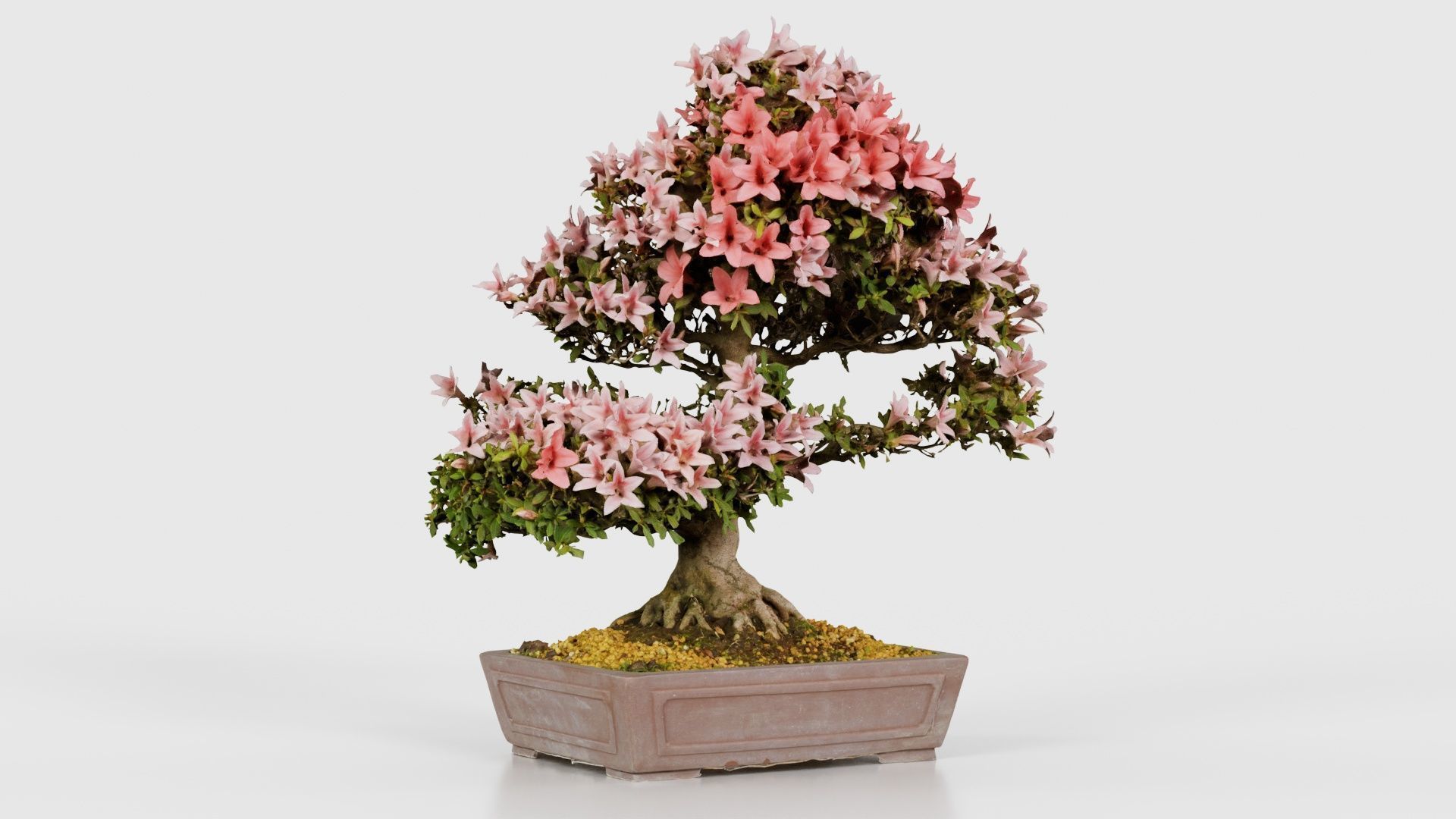Satsuki Azalea Large Red Pink Rhododendron Indicum Bonsai Tree Low-poly 3D model_16