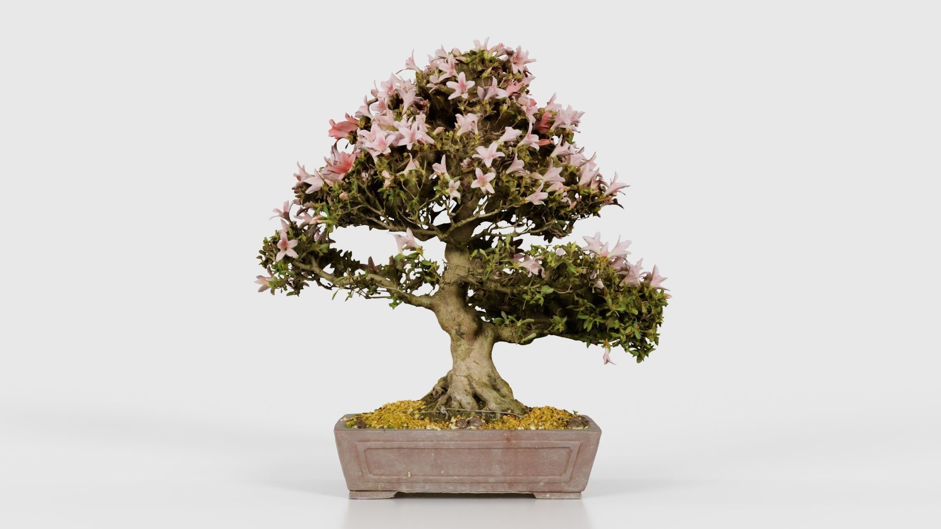 Satsuki Azalea Large Red Pink Rhododendron Indicum Bonsai Tree Low-poly 3D model_21