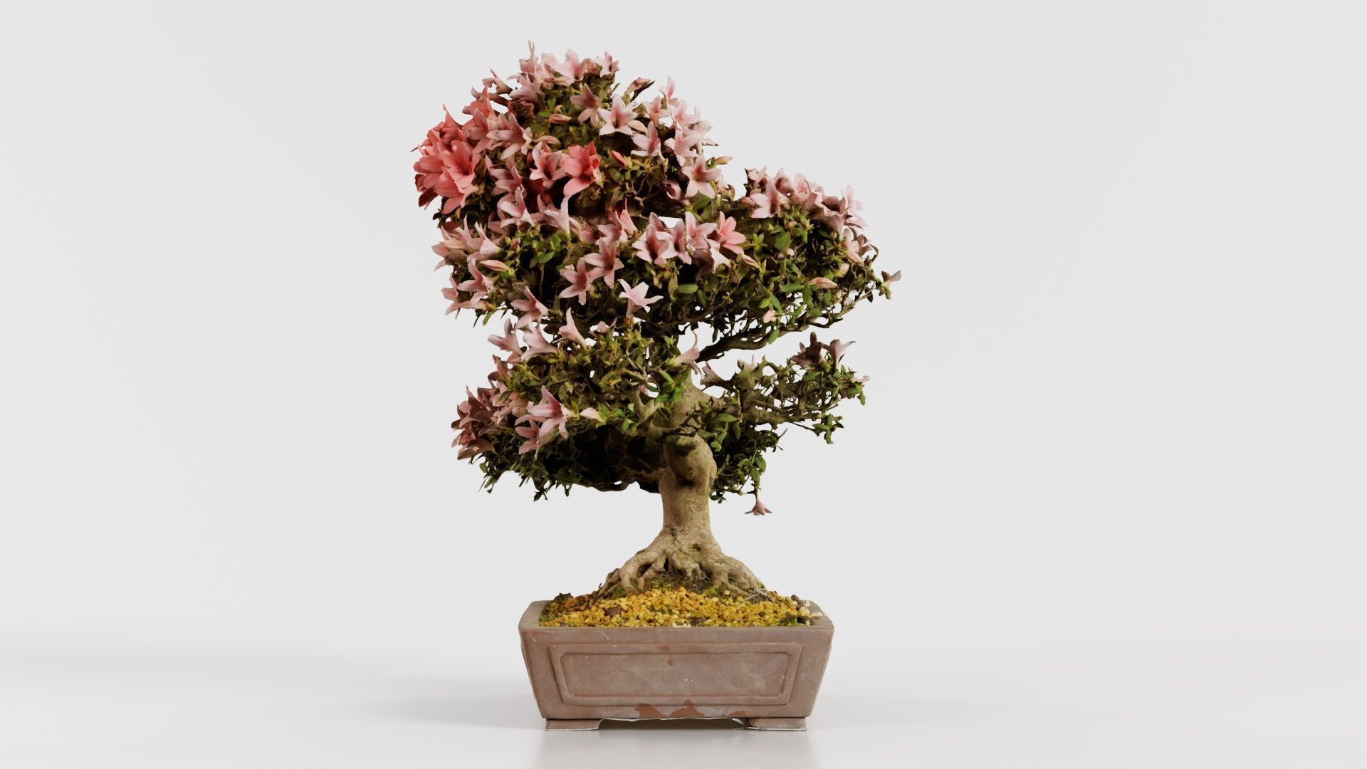 Satsuki Azalea Large Red Pink Rhododendron Indicum Bonsai Tree Low-poly 3D model_6
