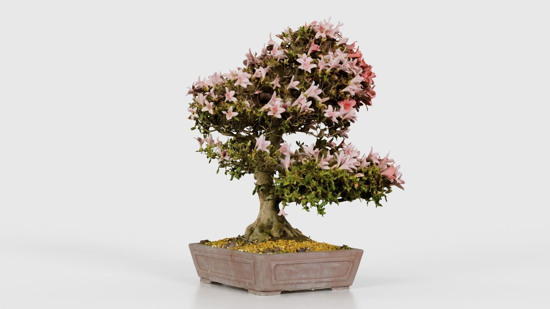 Satsuki Azalea Large Red Pink Rhododendron Indicum Bonsai Tree Low-poly 3D model_19