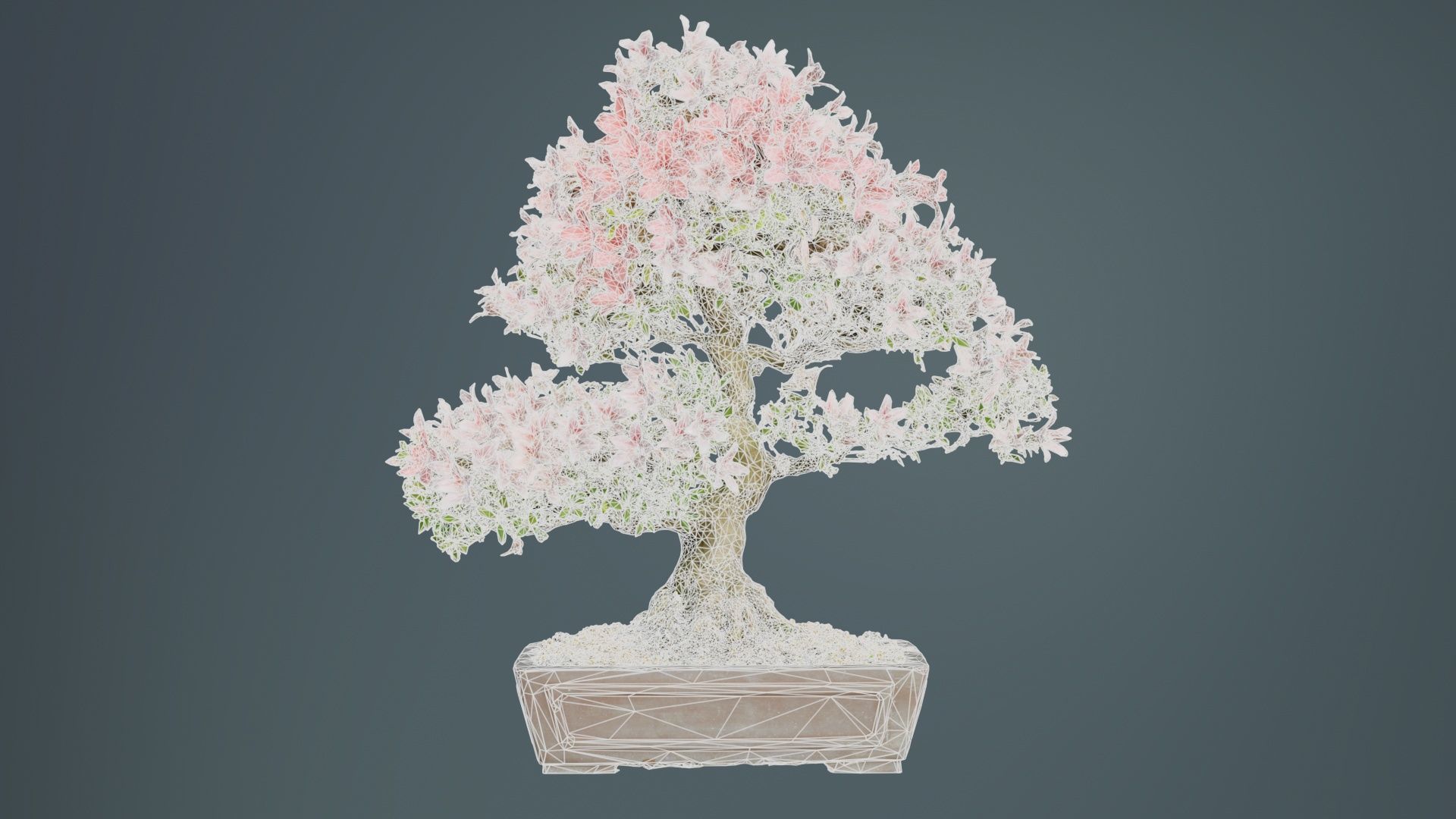 Satsuki Azalea Large Red Pink Rhododendron Indicum Bonsai Tree Low-poly 3D model_9