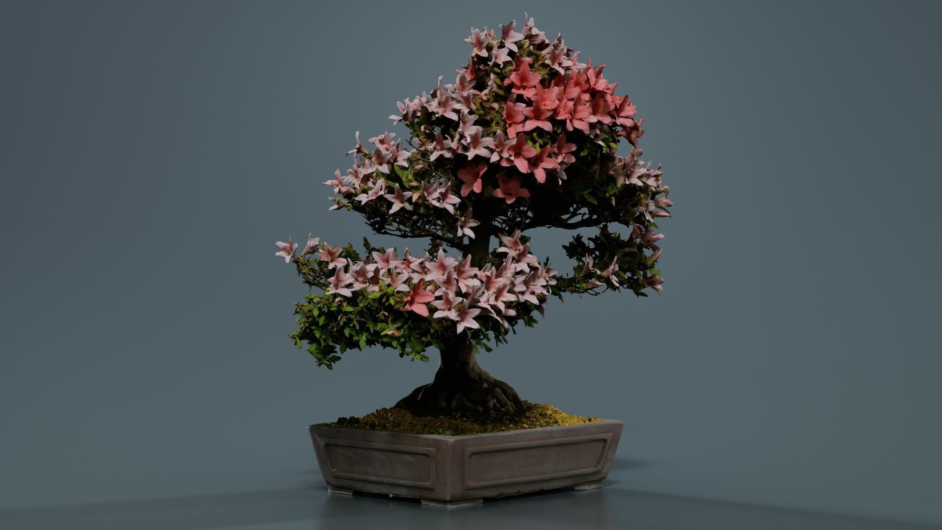 Satsuki Azalea Large Red Pink Rhododendron Indicum Bonsai Tree Low-poly 3D model_8