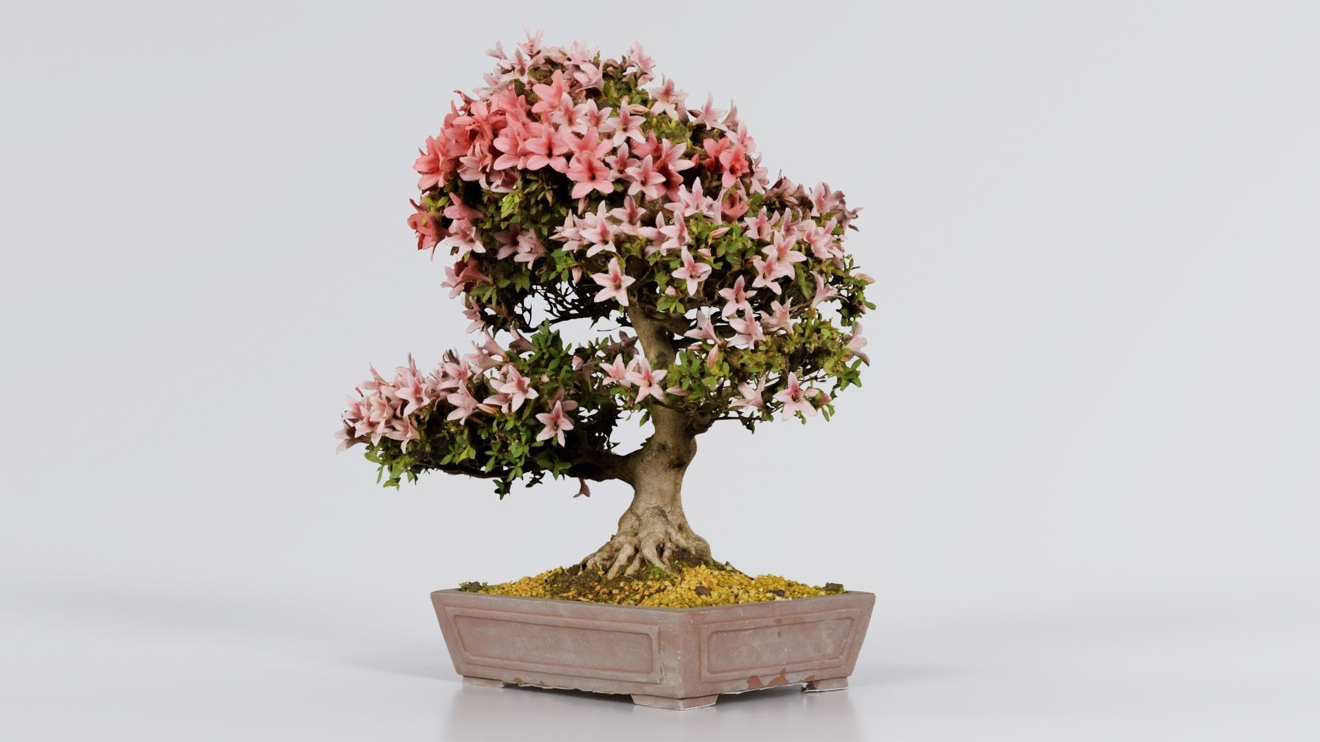 Satsuki Azalea Large Red Pink Rhododendron Indicum Bonsai Tree Low-poly 3D model_5