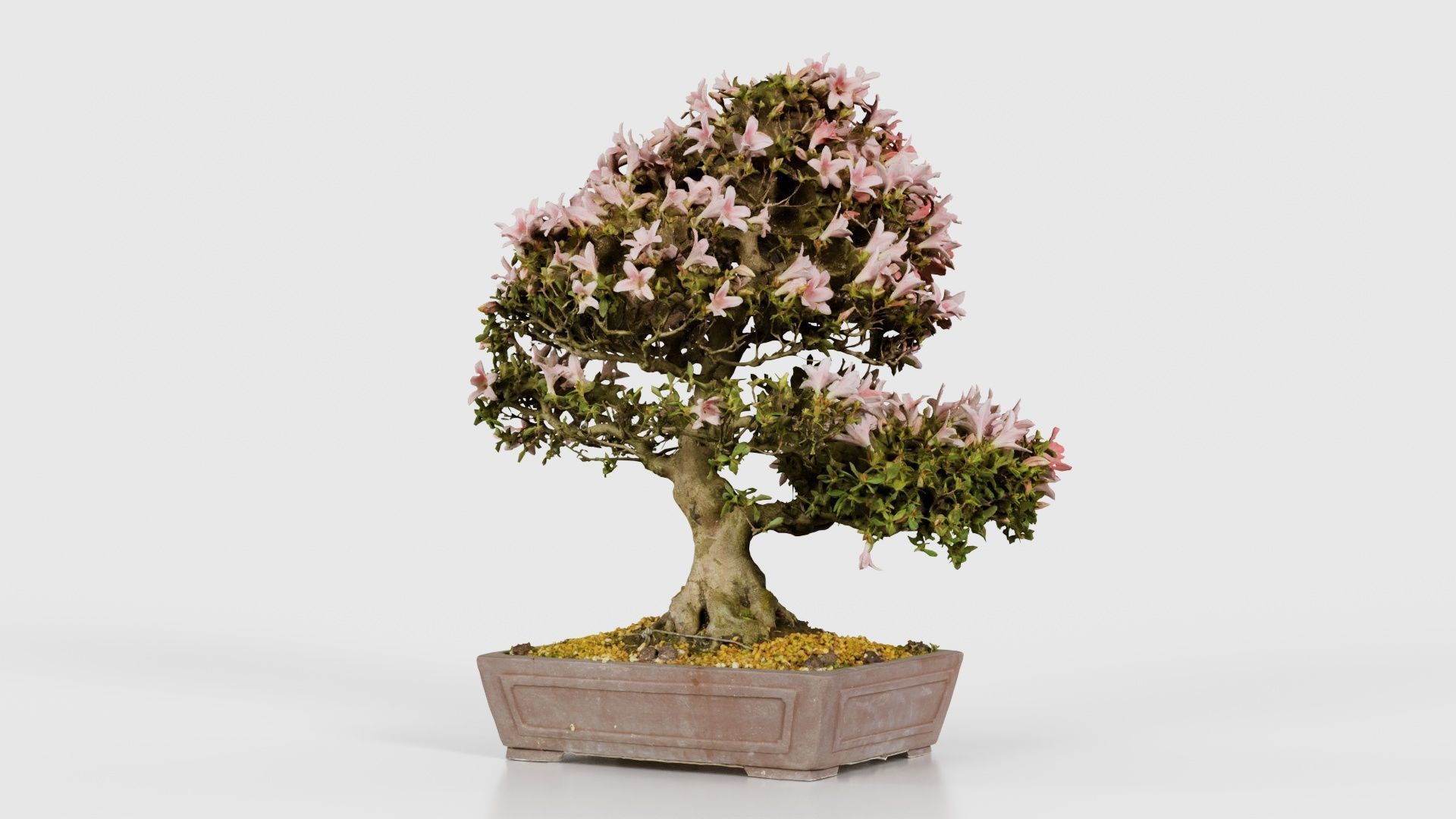 Satsuki Azalea Large Red Pink Rhododendron Indicum Bonsai Tree Low-poly 3D model_20