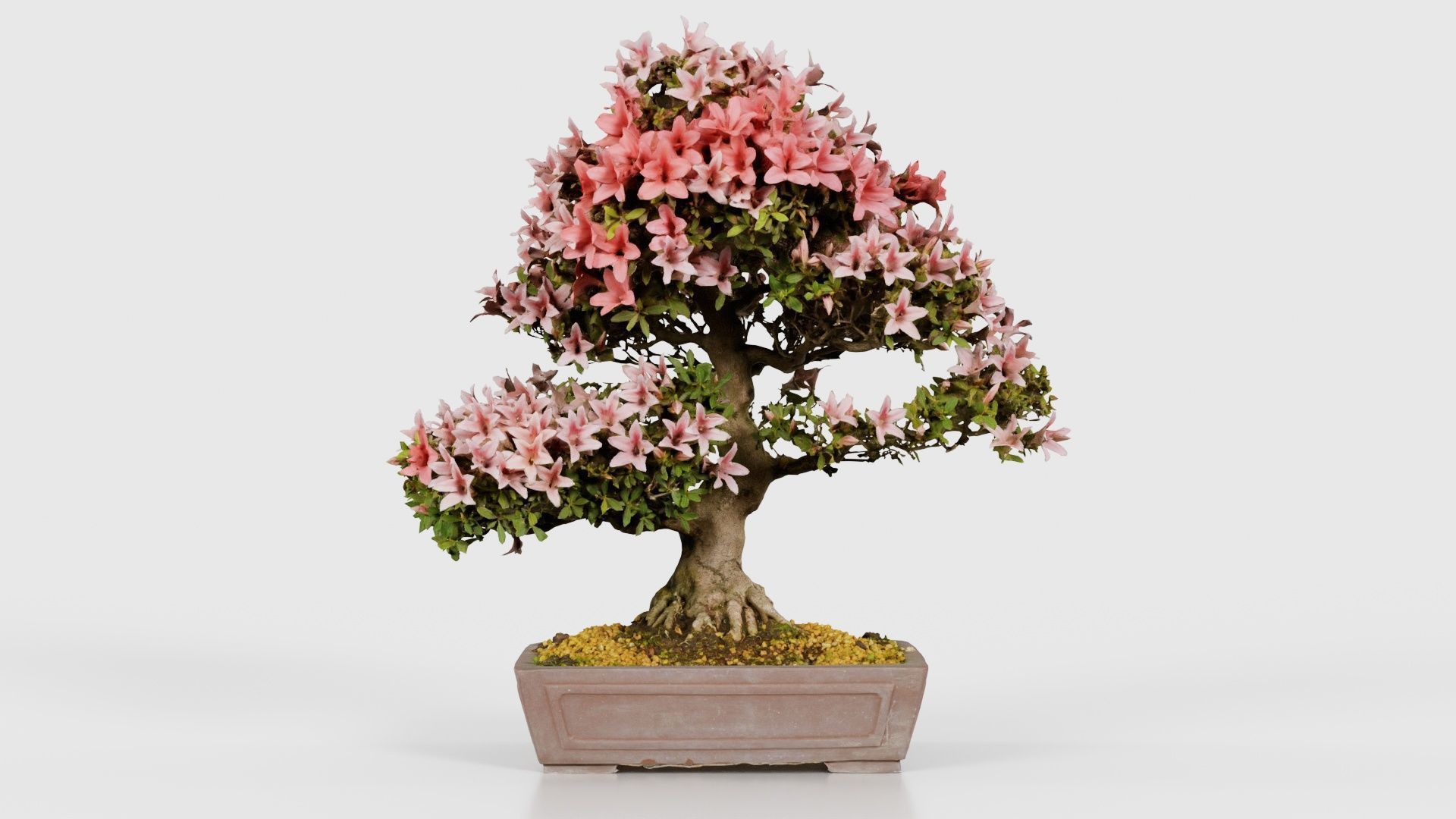 Satsuki Azalea Large Red Pink Rhododendron Indicum Bonsai Tree Low-poly 3D model_15