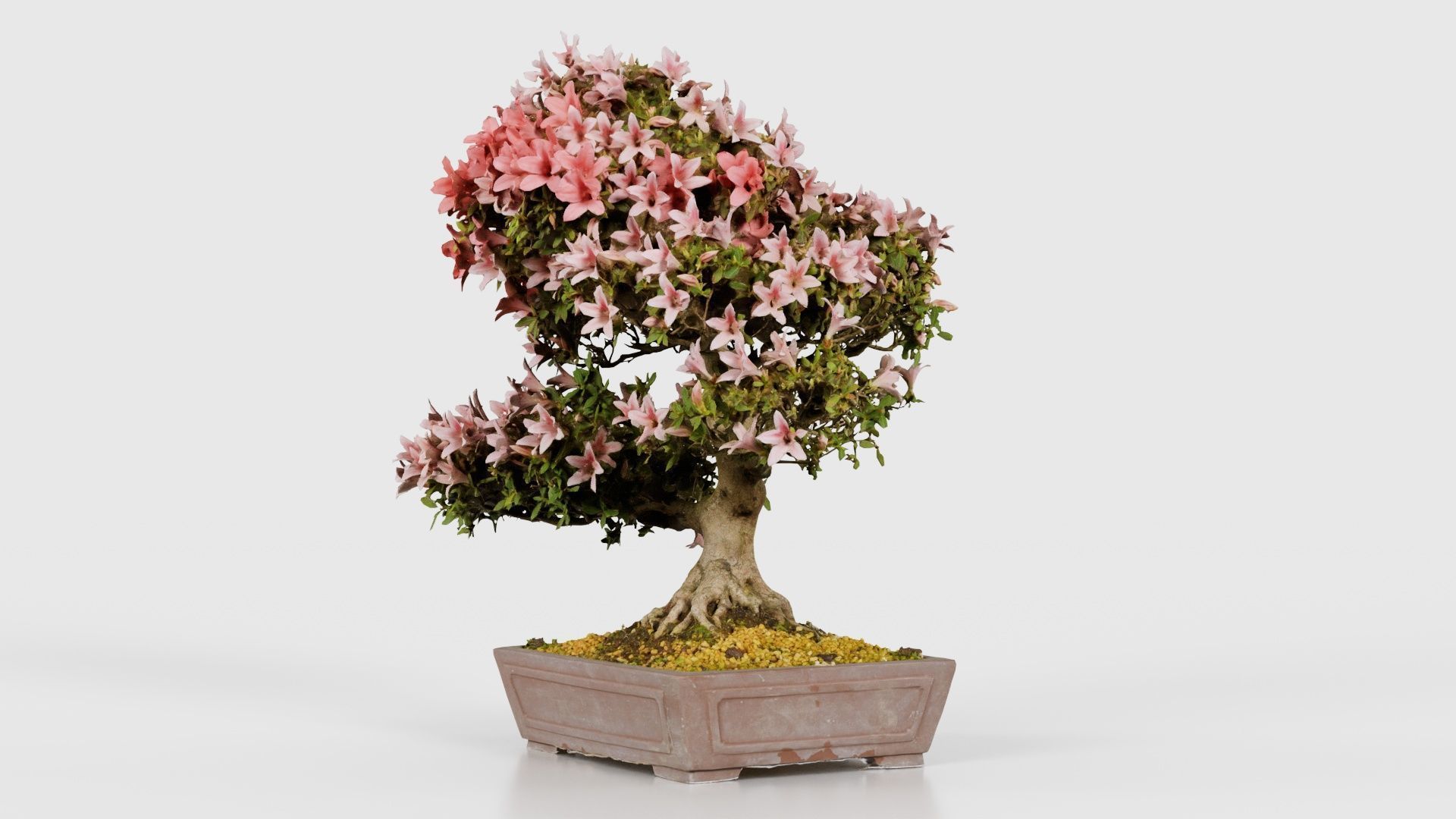 Satsuki Azalea Large Red Pink Rhododendron Indicum Bonsai Tree Low-poly 3D model_25