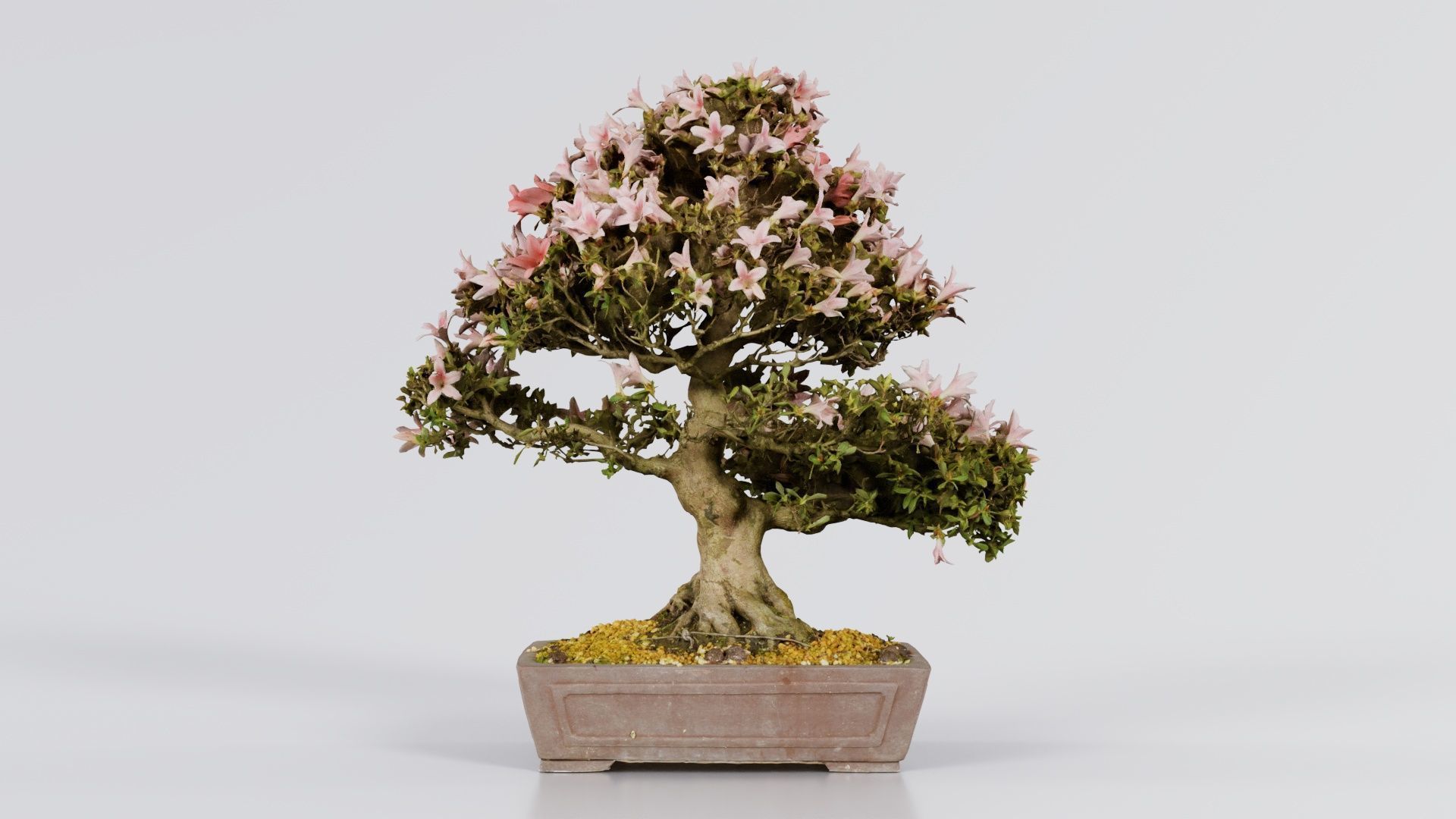 Satsuki Azalea Large Red Pink Rhododendron Indicum Bonsai Tree Low-poly 3D model_4