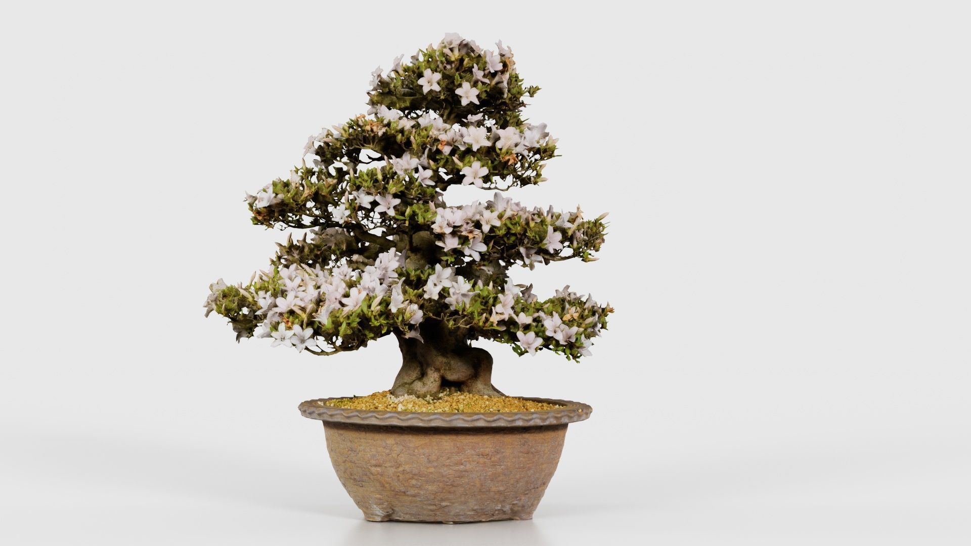 Satsuki Azalea Large Rhododendron Indicum Bonsai Tree Low-poly 3D model_20