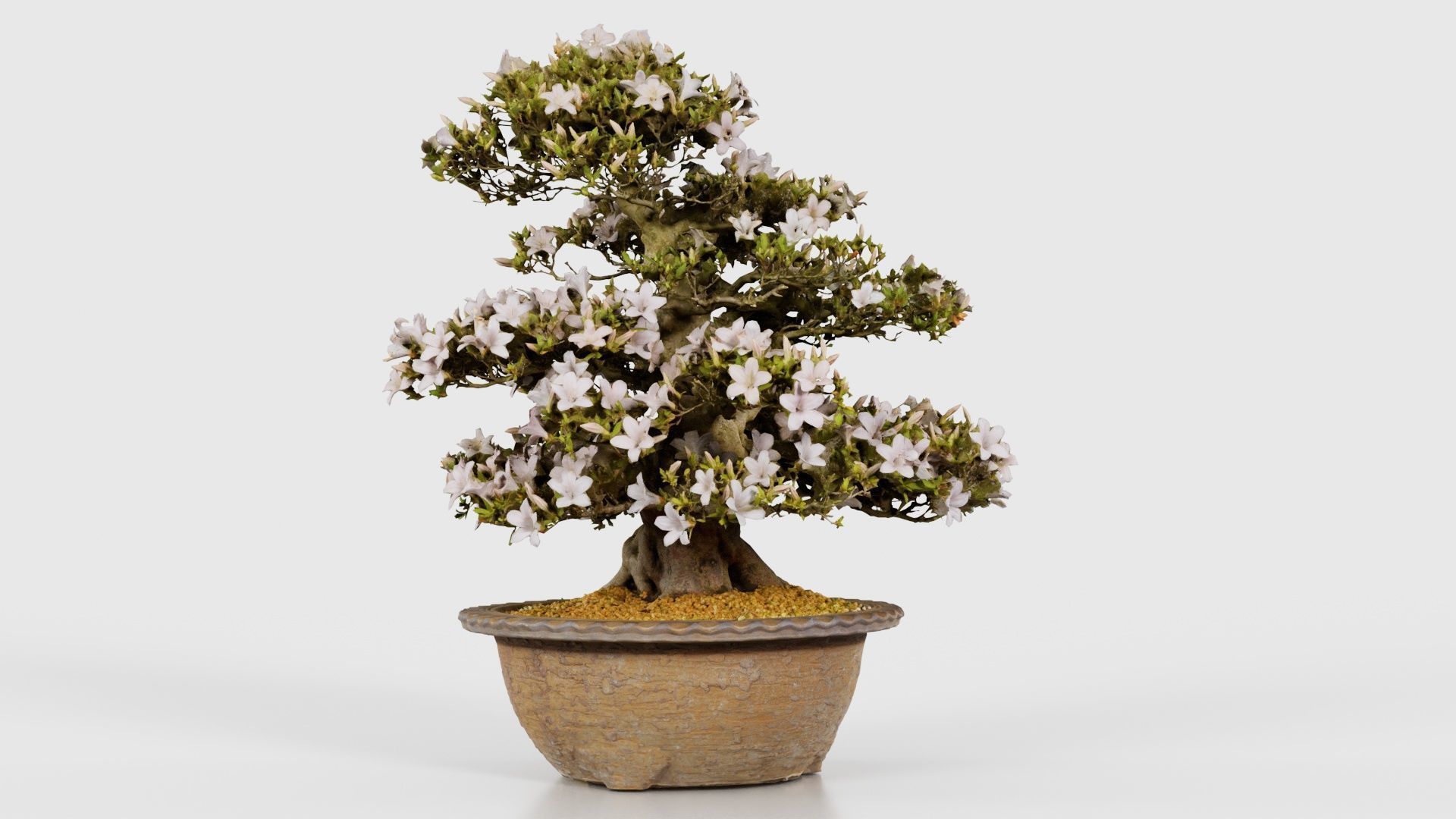 Satsuki Azalea Large Rhododendron Indicum Bonsai Tree Low-poly 3D model_25