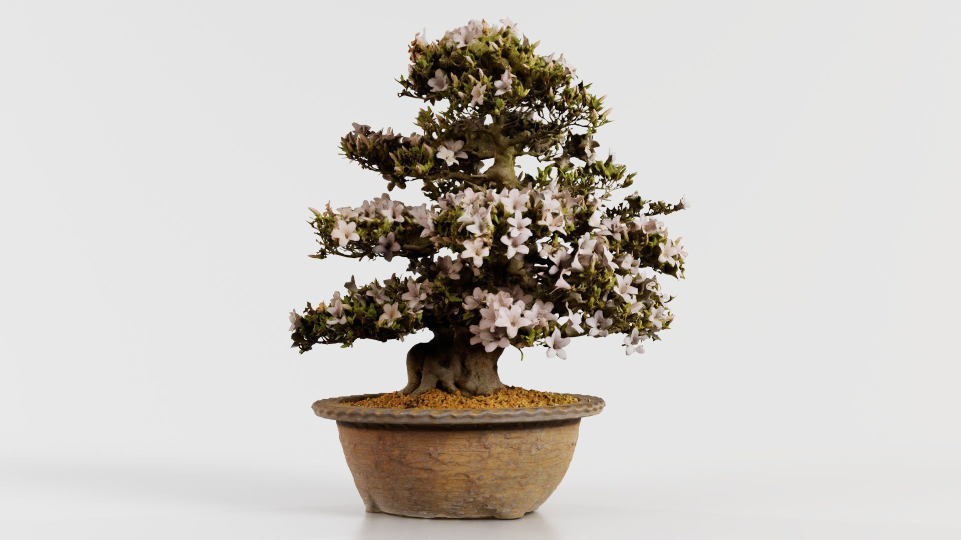 Satsuki Azalea Large Rhododendron Indicum Bonsai Tree Low-poly 3D model_5