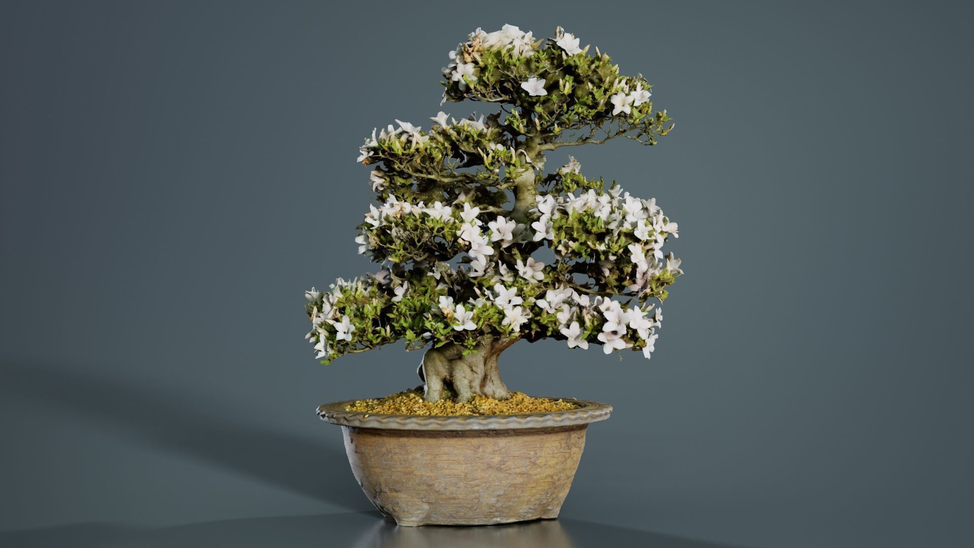 Satsuki Azalea Large Rhododendron Indicum Bonsai Tree Low-poly 3D model_8