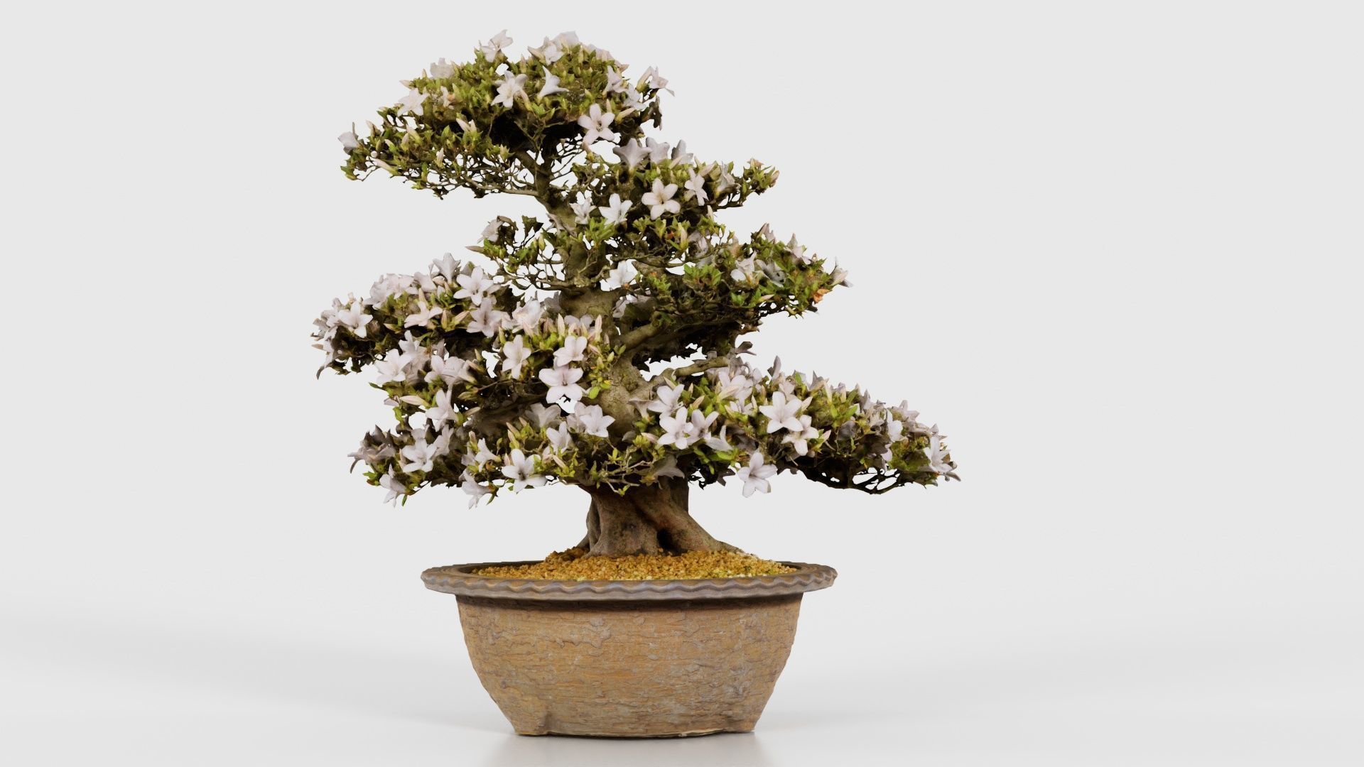 Satsuki Azalea Large Rhododendron Indicum Bonsai Tree Low-poly 3D model_24