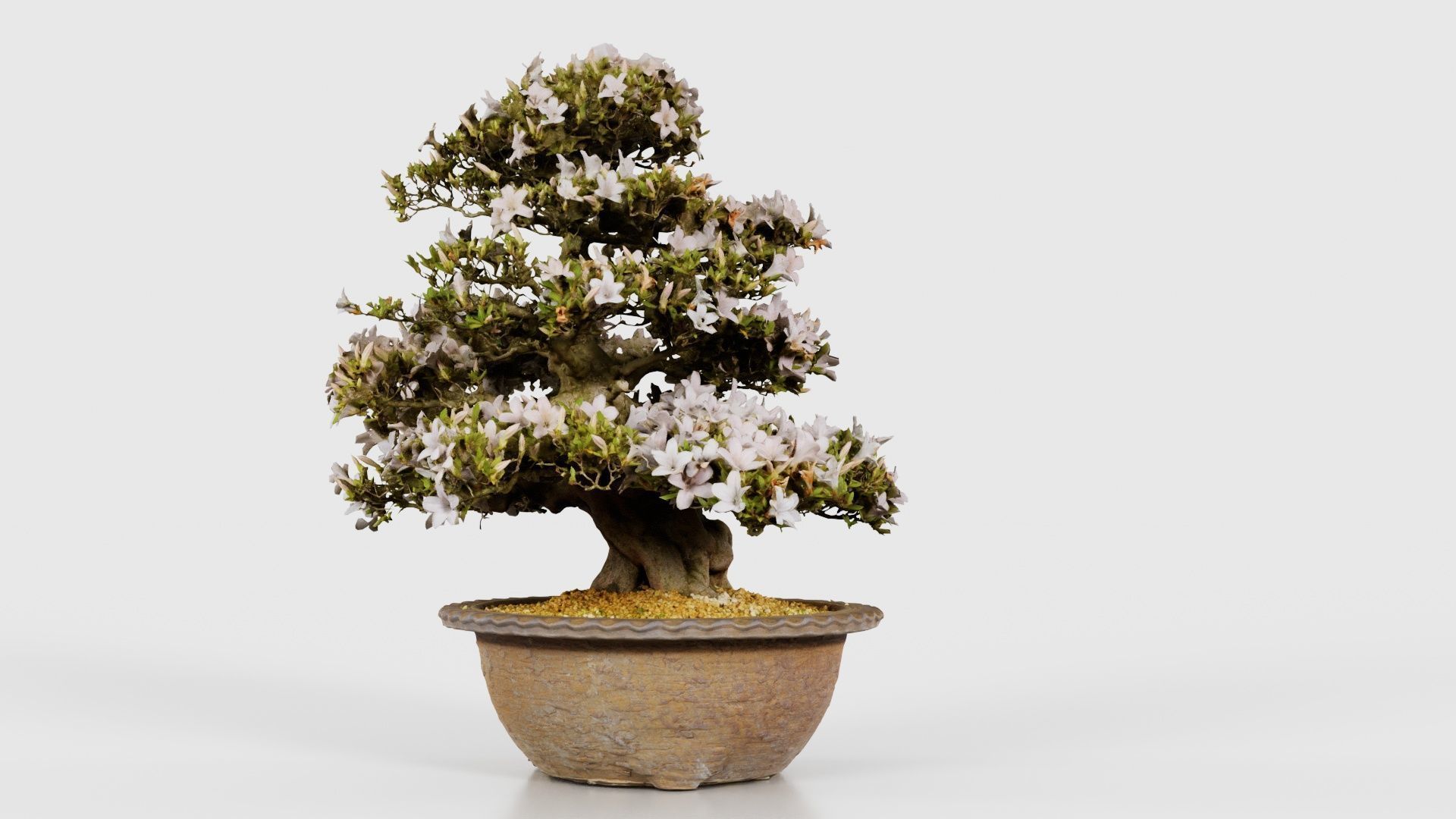 Satsuki Azalea Large Rhododendron Indicum Bonsai Tree Low-poly 3D model_22