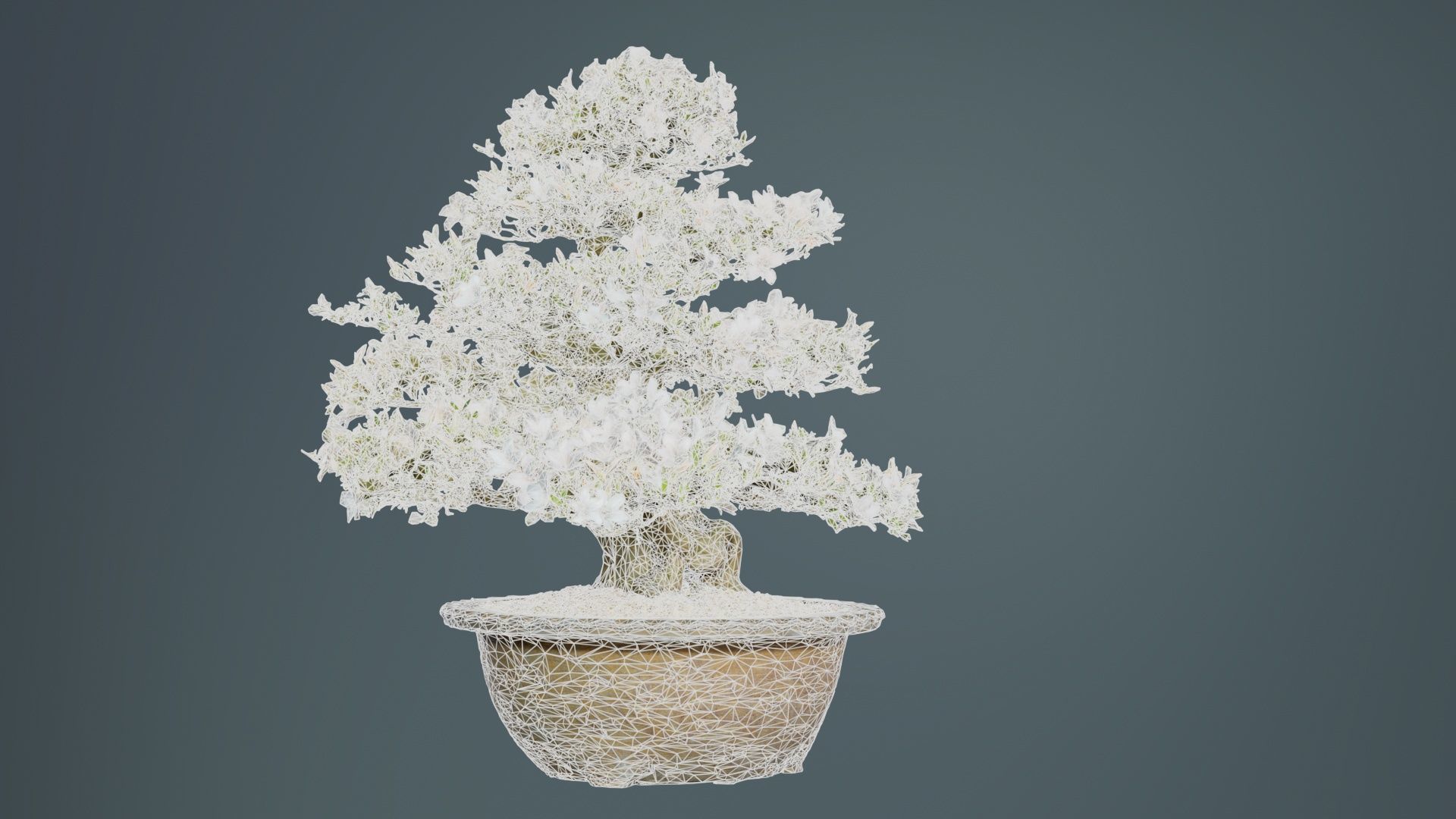 Satsuki Azalea Large Rhododendron Indicum Bonsai Tree Low-poly 3D model_10