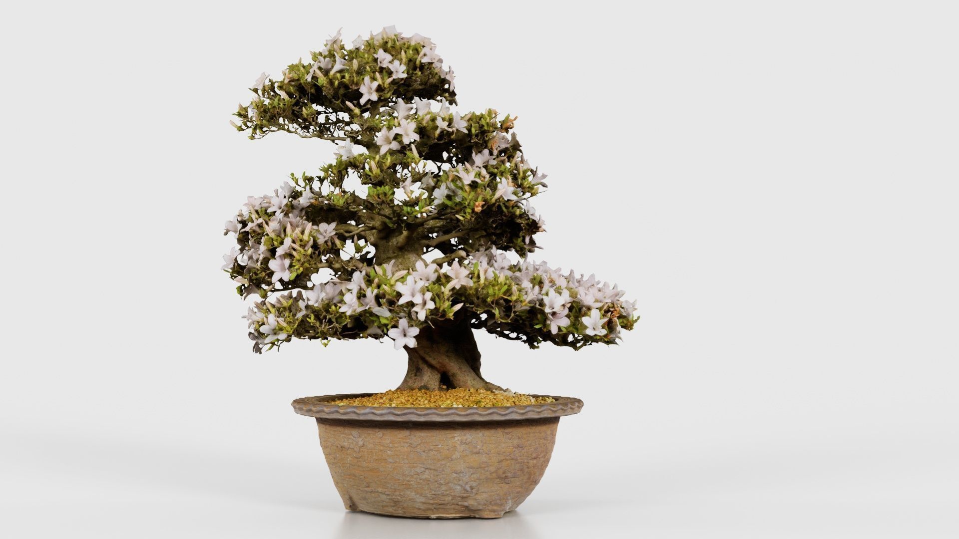 Satsuki Azalea Large Rhododendron Indicum Bonsai Tree Low-poly 3D model_23