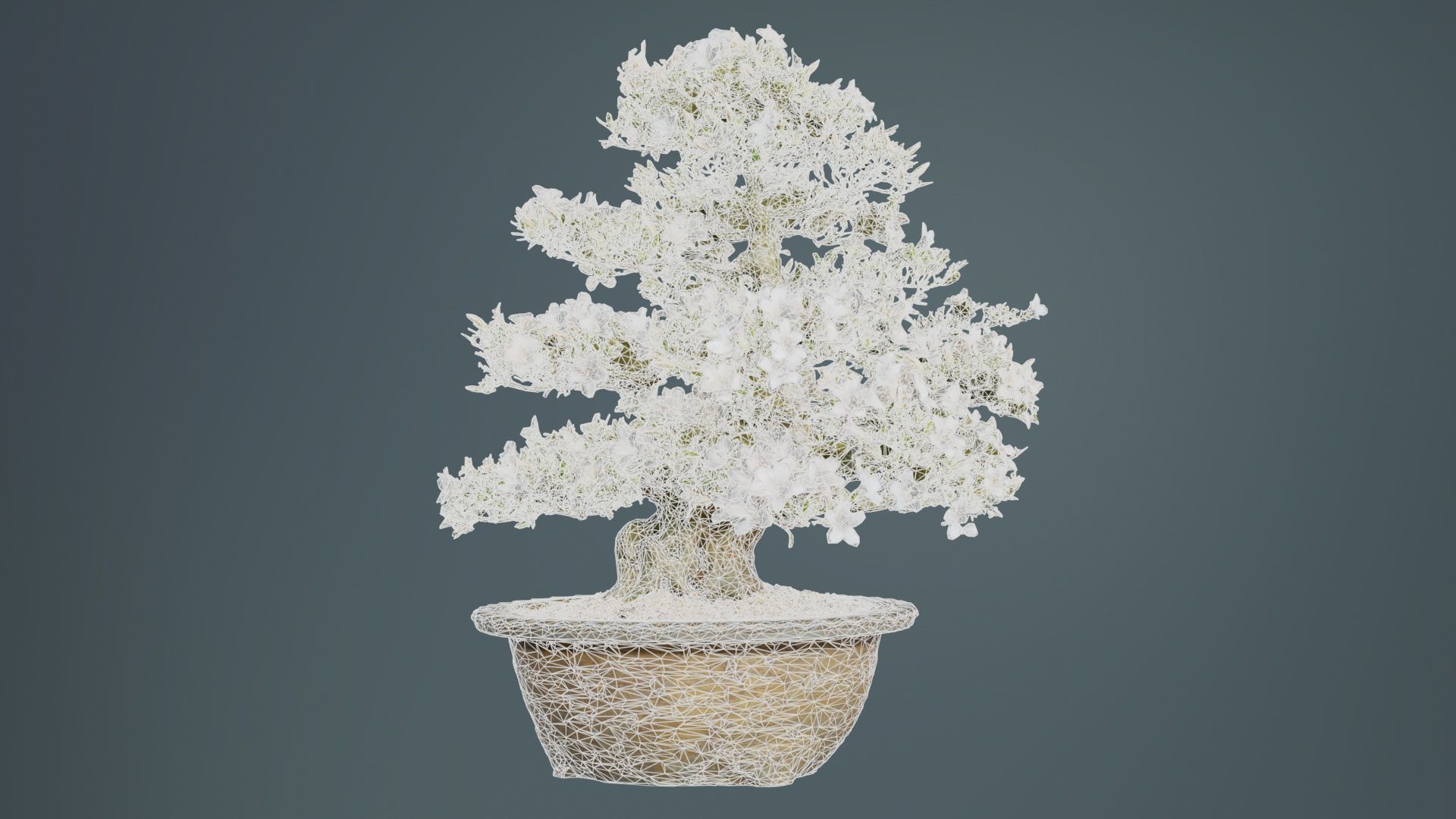 Satsuki Azalea Large Rhododendron Indicum Bonsai Tree Low-poly 3D model_9