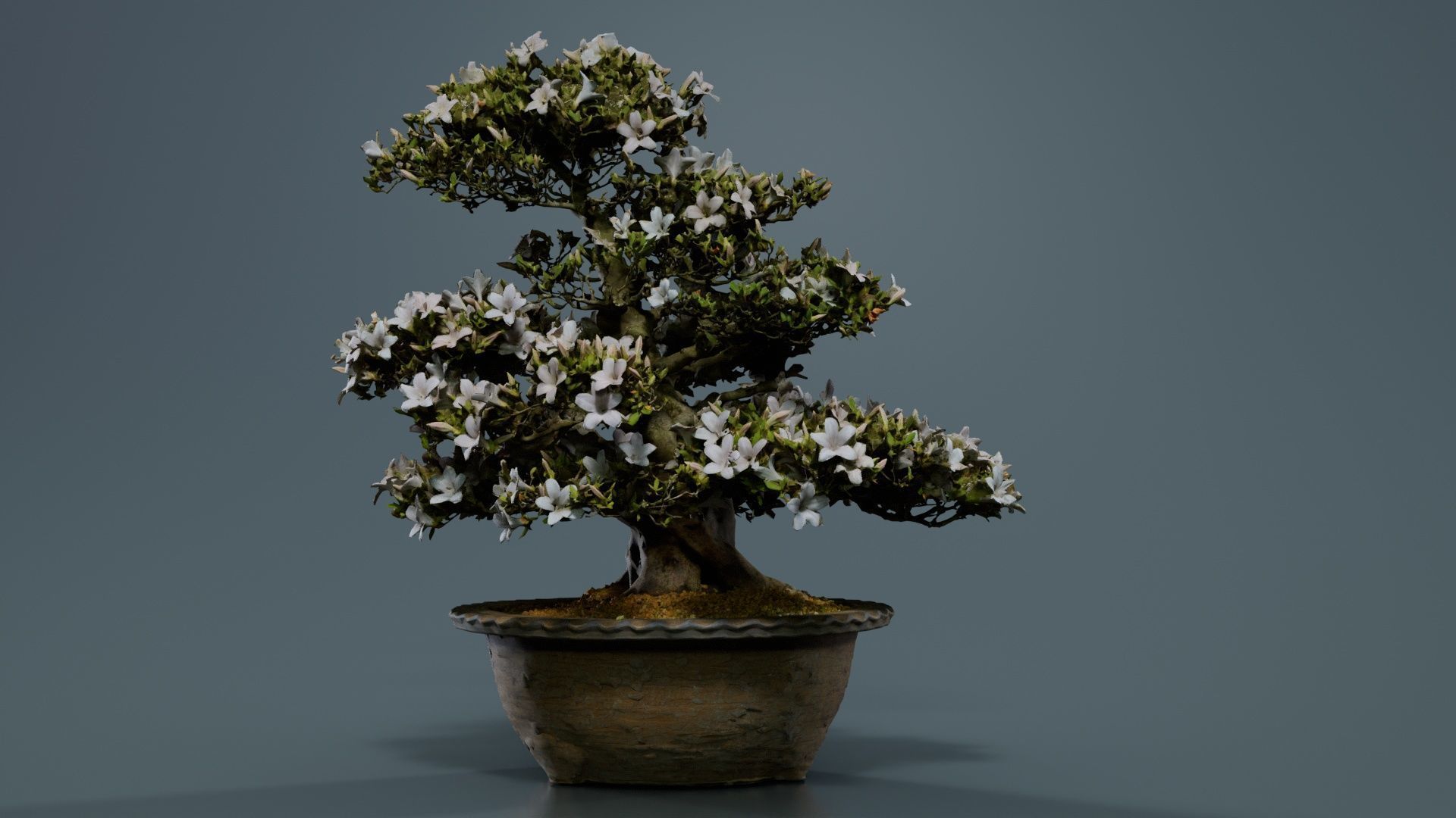 Satsuki Azalea Large Rhododendron Indicum Bonsai Tree Low-poly 3D model_4