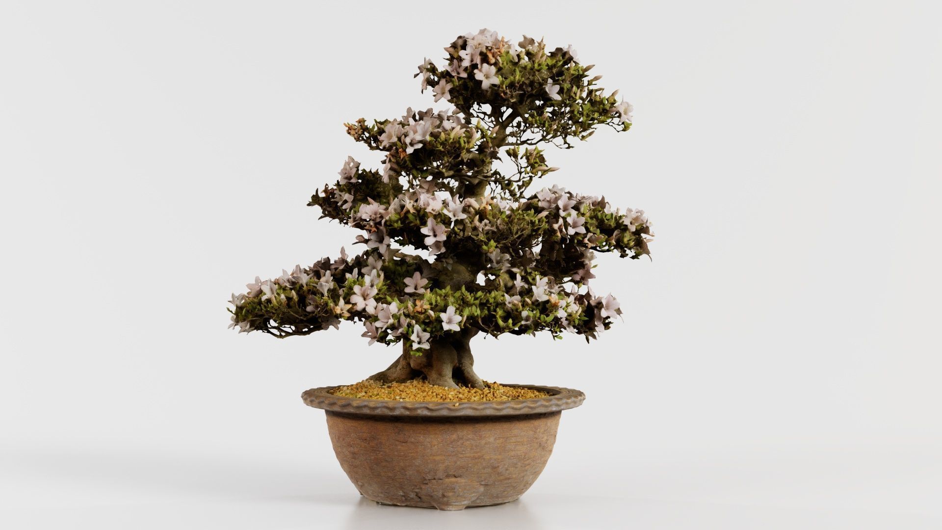 Satsuki Azalea Large Rhododendron Indicum Bonsai Tree Low-poly 3D model_7