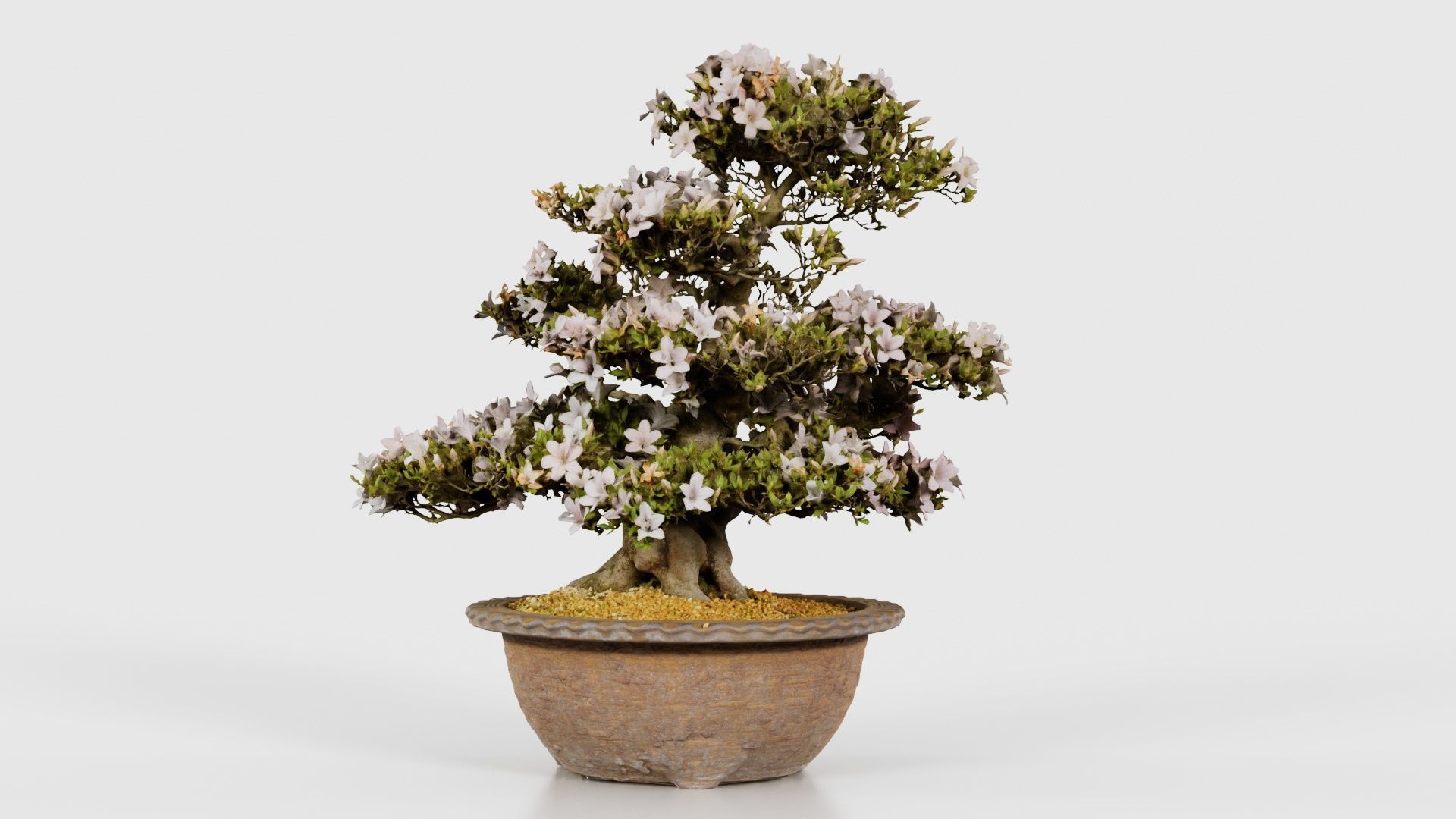 Satsuki Azalea Large Rhododendron Indicum Bonsai Tree Low-poly 3D model_18