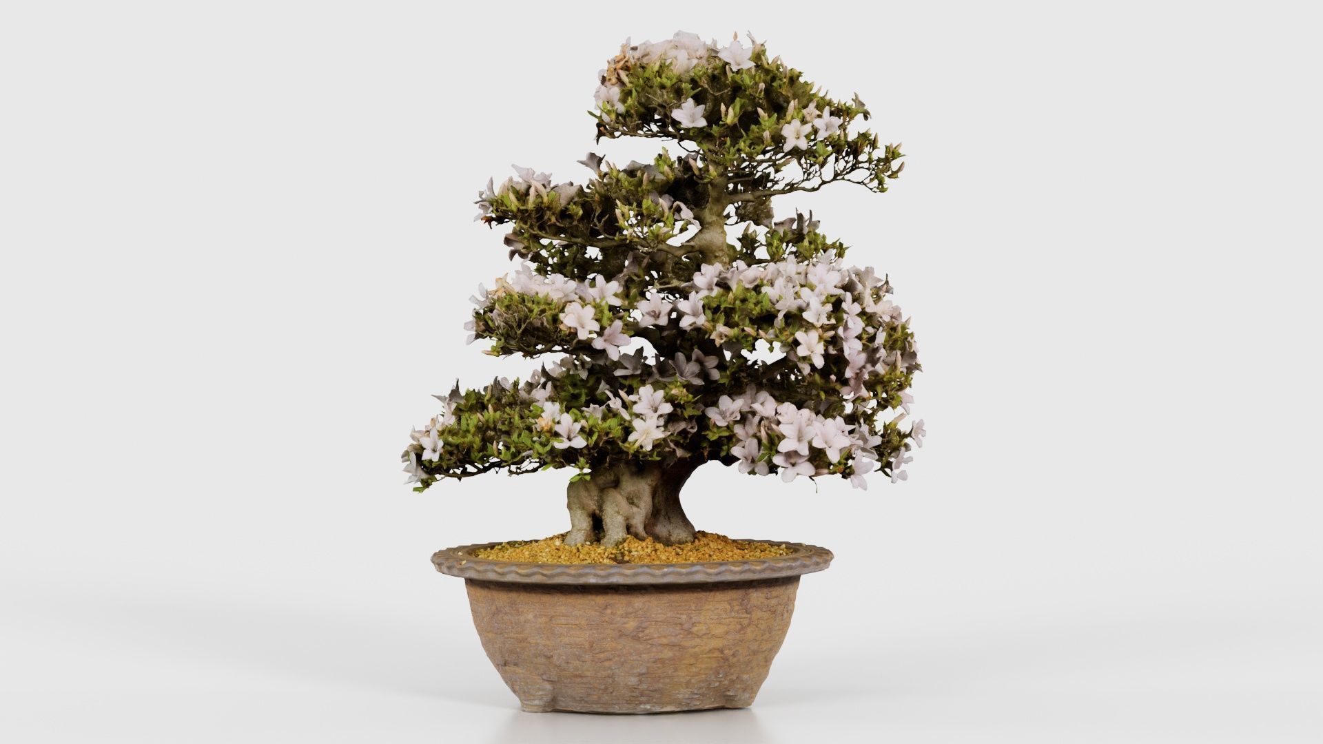 Satsuki Azalea Large Rhododendron Indicum Bonsai Tree Low-poly 3D model_16