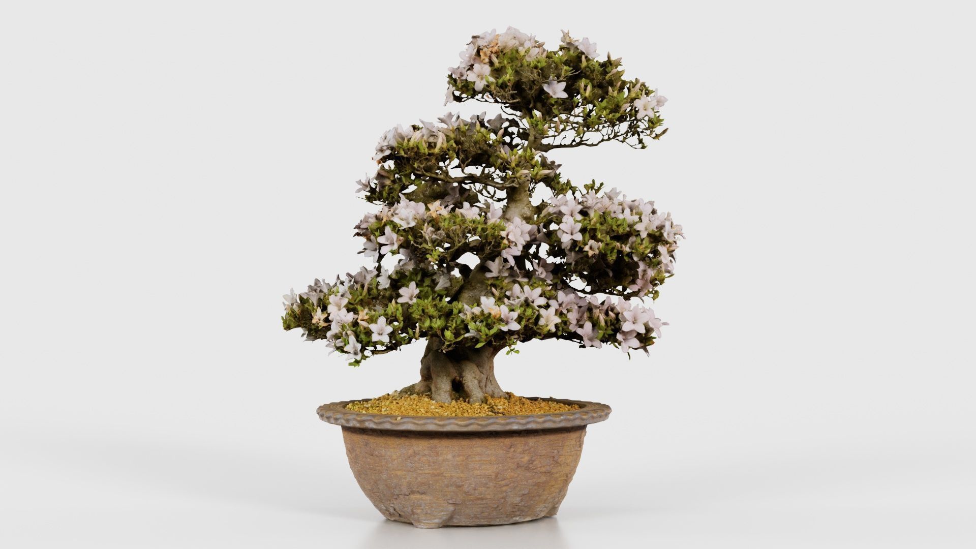 Satsuki Azalea Large Rhododendron Indicum Bonsai Tree Low-poly 3D model_17