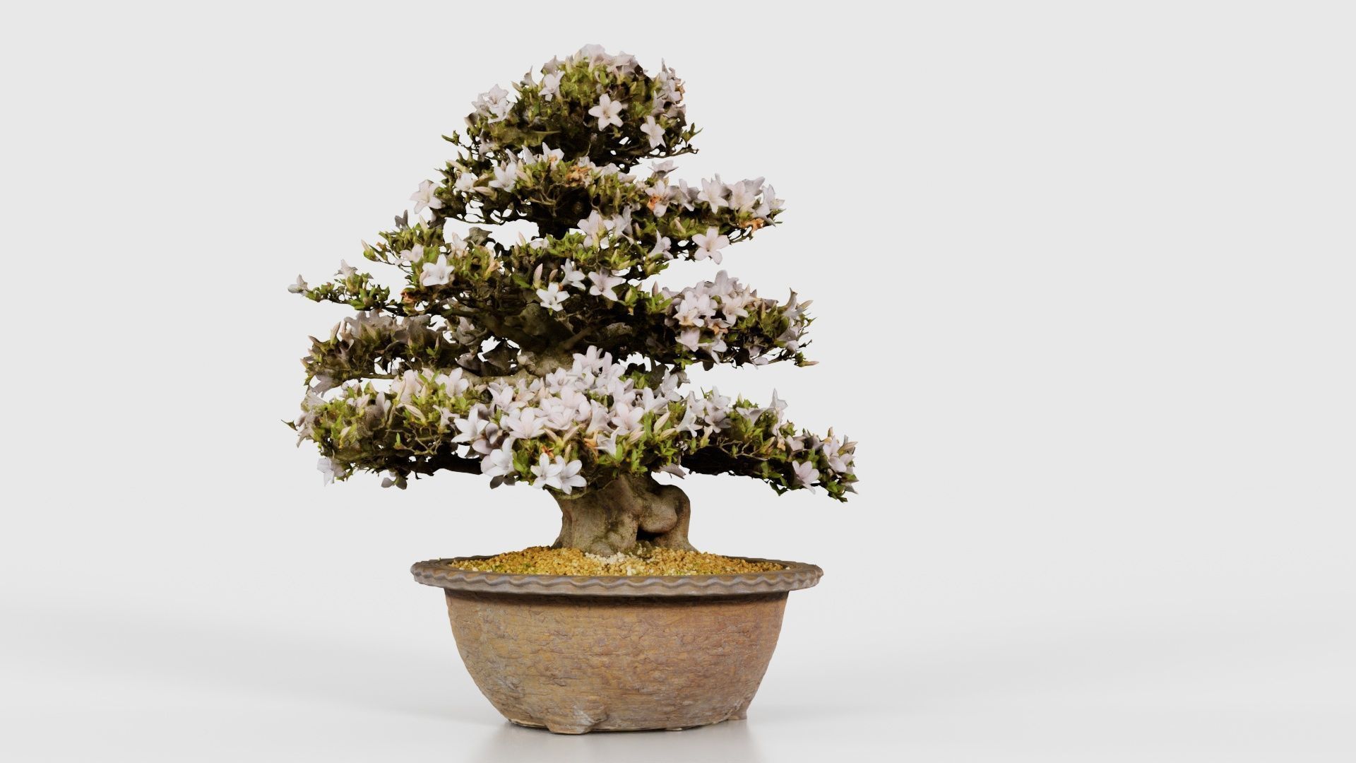 Satsuki Azalea Large Rhododendron Indicum Bonsai Tree Low-poly 3D model_21