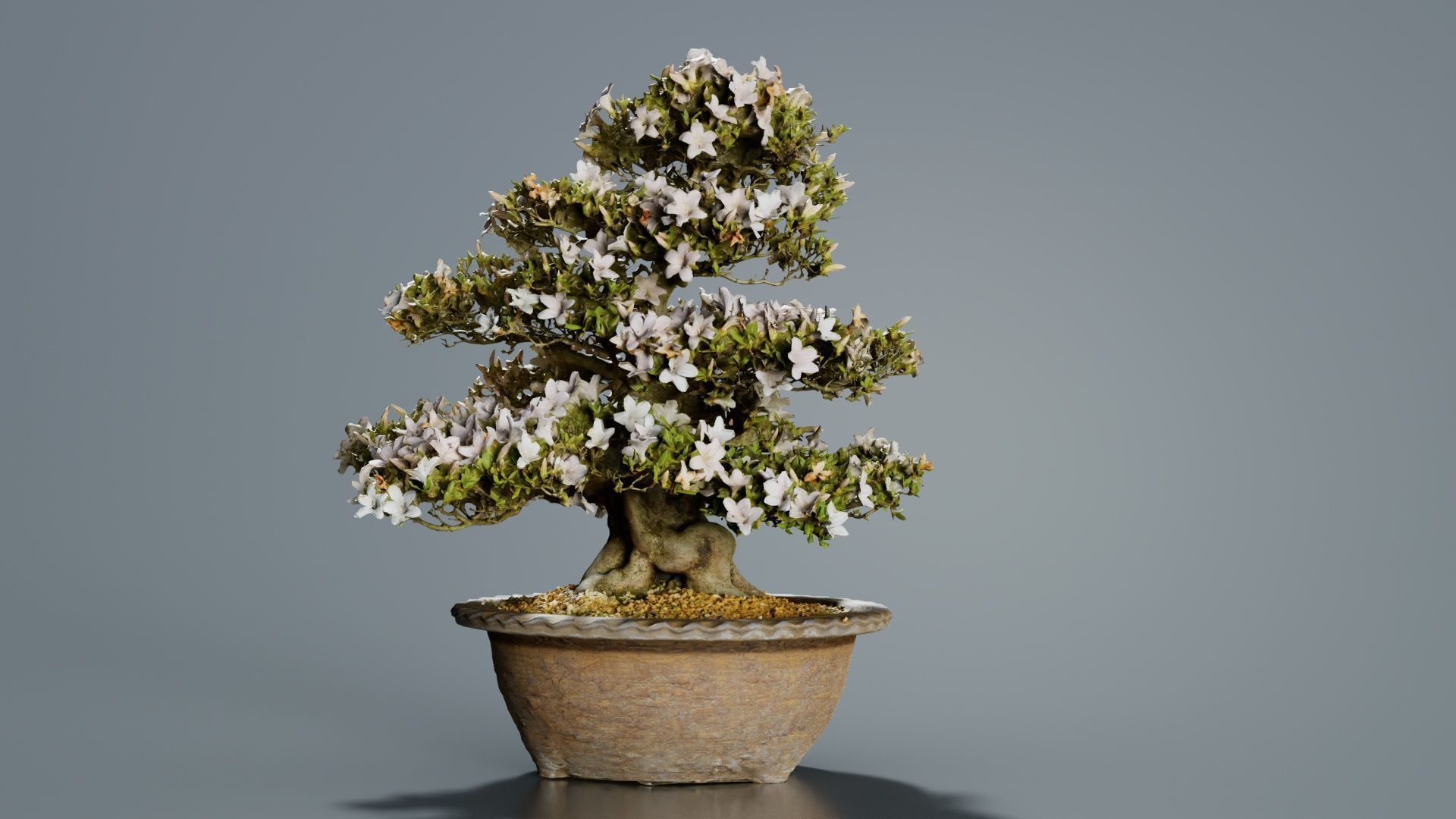 Satsuki Azalea Large Rhododendron Indicum Bonsai Tree Low-poly 3D model_3