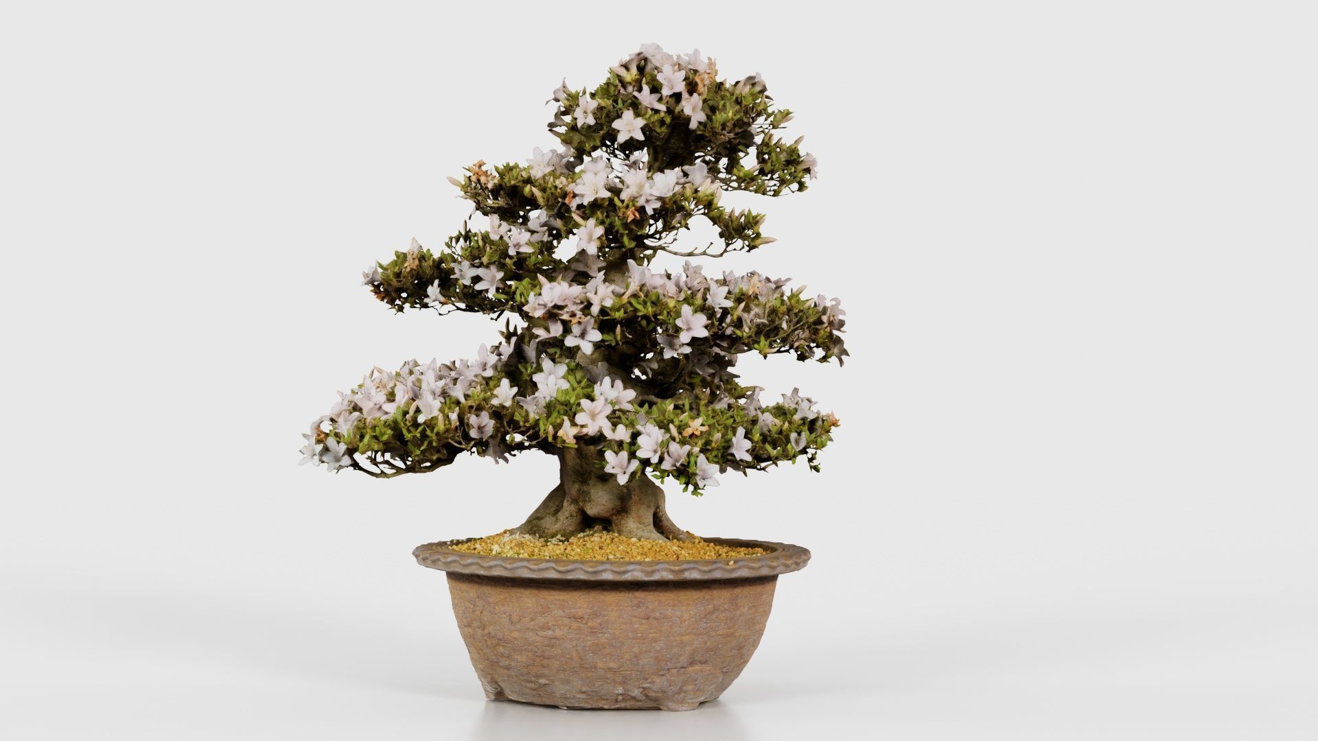 Satsuki Azalea Large Rhododendron Indicum Bonsai Tree Low-poly 3D model_19