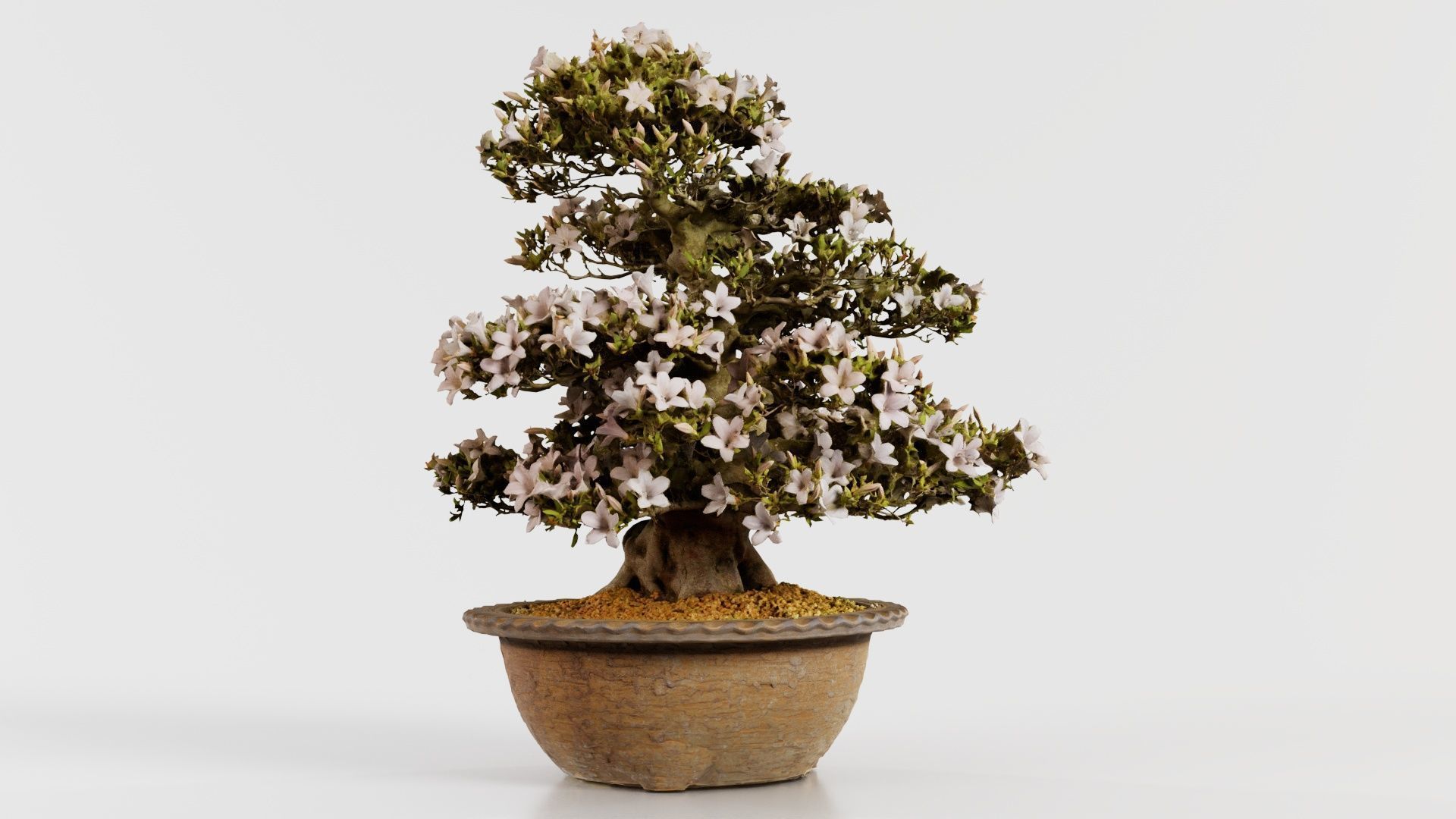 Satsuki Azalea Large Rhododendron Indicum Bonsai Tree Low-poly 3D model_6