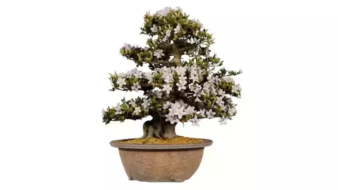Satsuki Azalea Large Rhododendron Indicum Bonsai Tree Low-poly 3D model