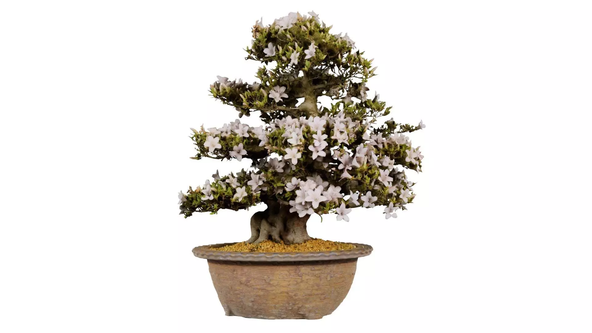 Satsuki Azalea Large Rhododendron Indicum Bonsai Tree Low-poly 3D model_0