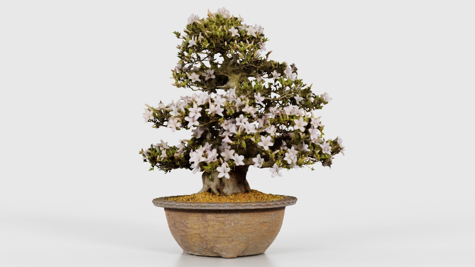 Satsuki Azalea Large Rhododendron Indicum Bonsai Tree Low-poly 3D model_26