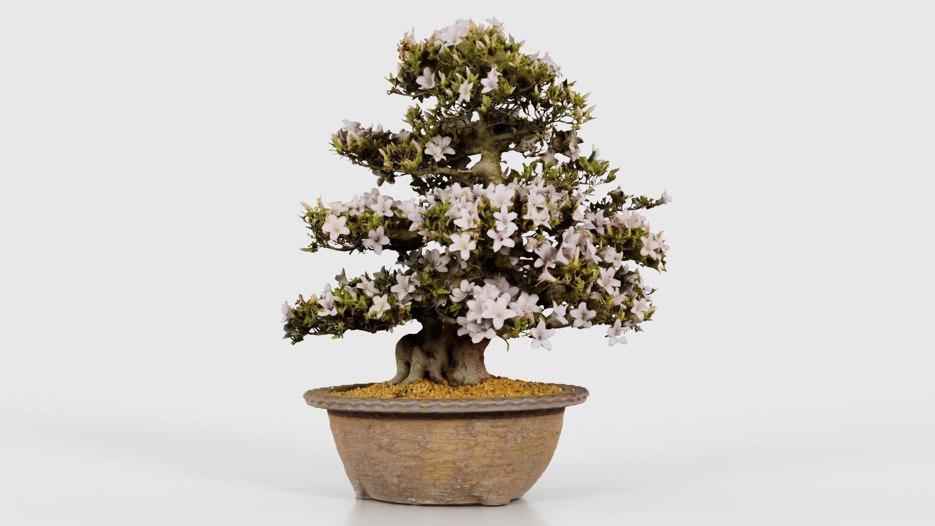 Satsuki Azalea Large Rhododendron Indicum Bonsai Tree Low-poly 3D model_15