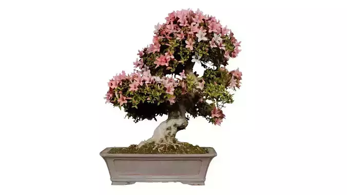 Satsuki Azalea Large Tilted Red Rhododendron Indicum Bonsai Tree Low-poly 3D model