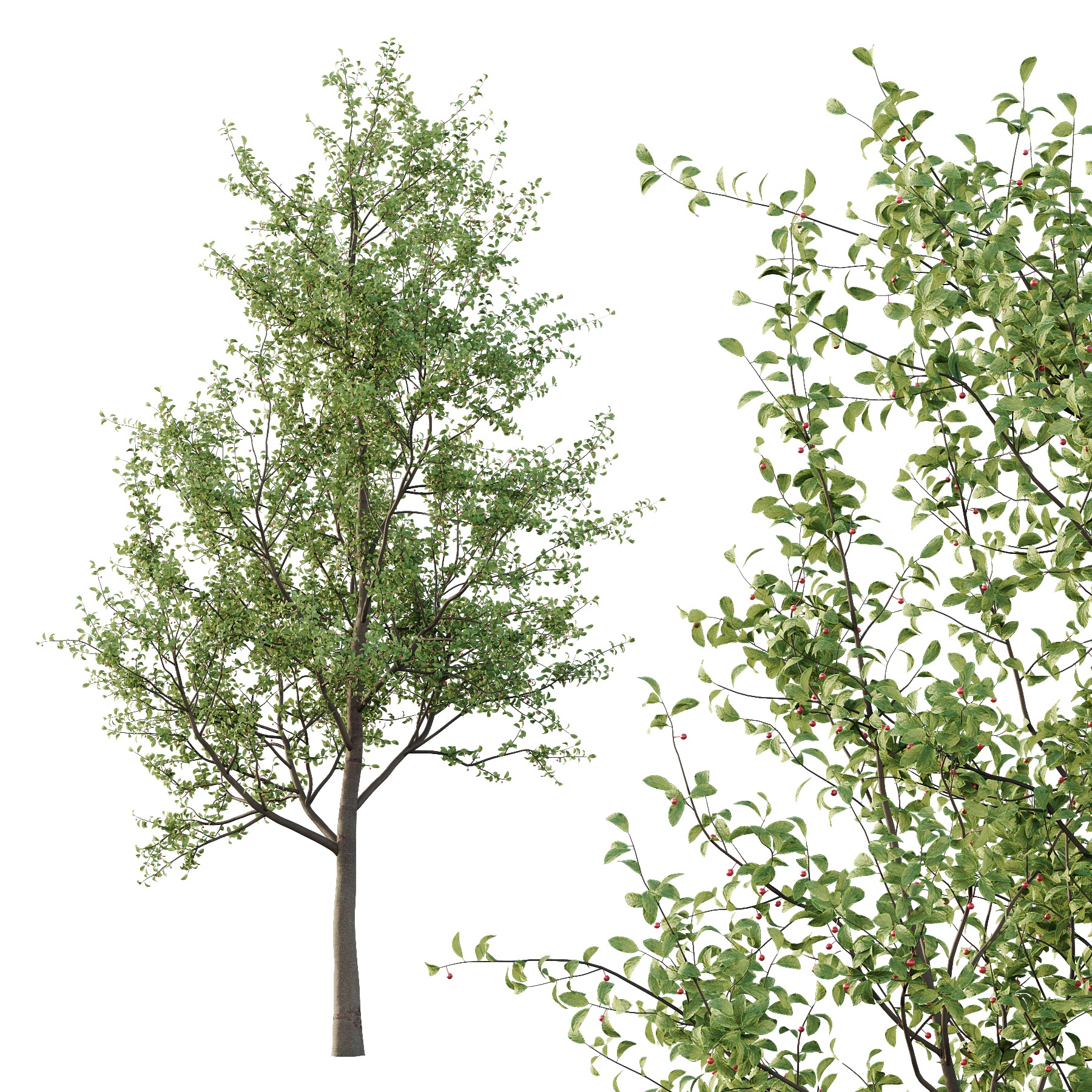 Ilex Mucronata Plant Mountain holly 01 2 trees 3D model_2