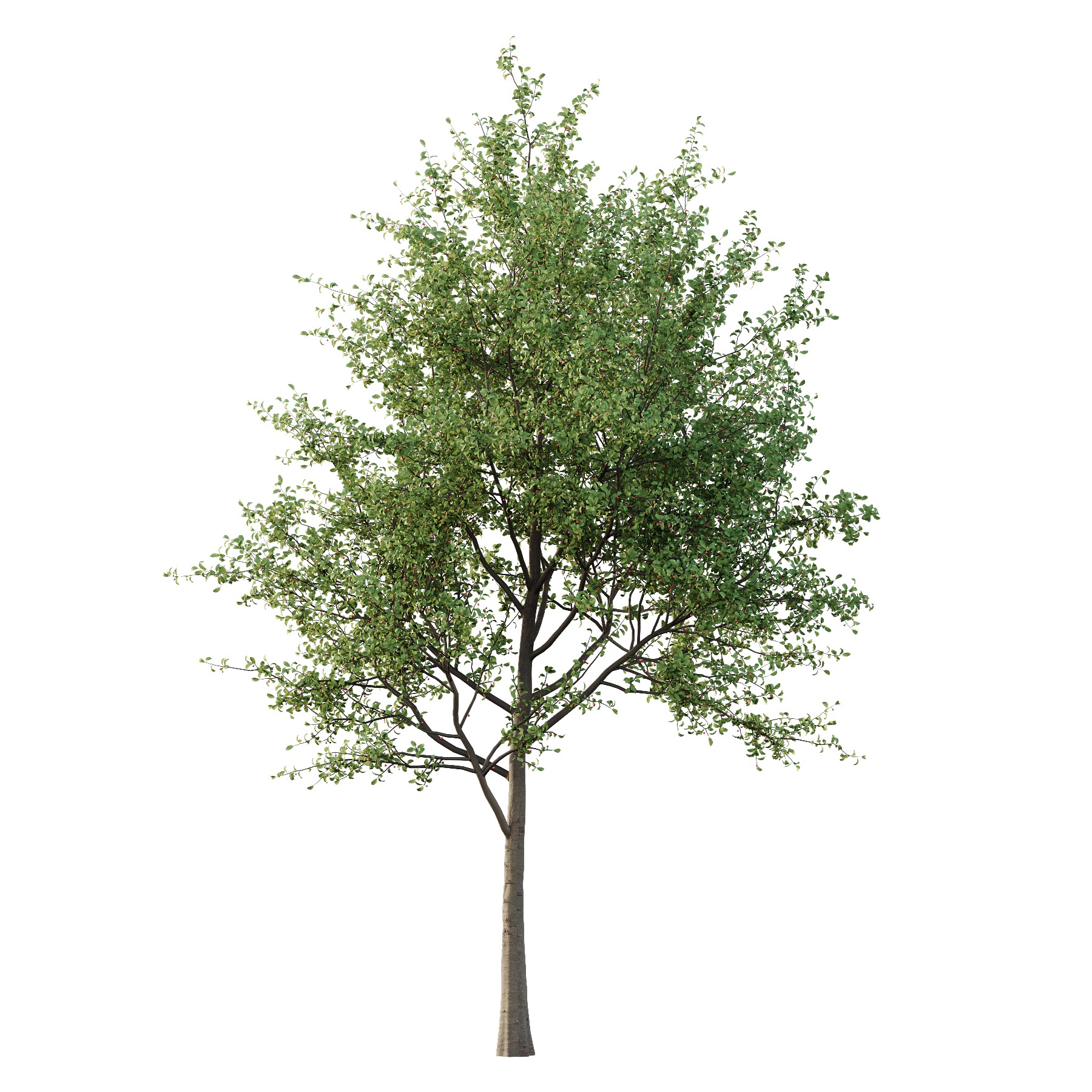 Ilex Mucronata Plant Mountain holly 01 2 trees 3D model_1