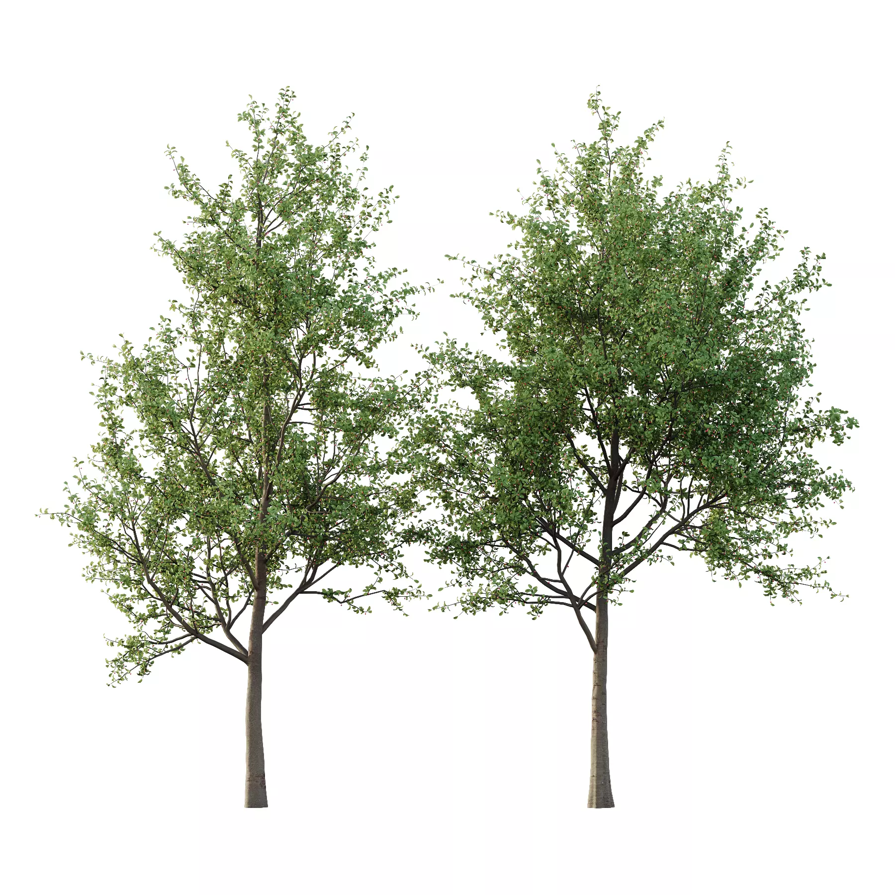 Ilex Mucronata Plant Mountain holly 01 2 trees 3D model_0