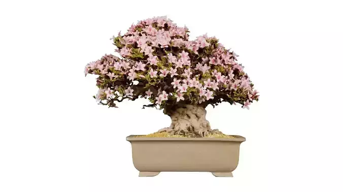 Satsuki Azalea Large Trunk Pink Rhododendron Indicum Bonsai Tree