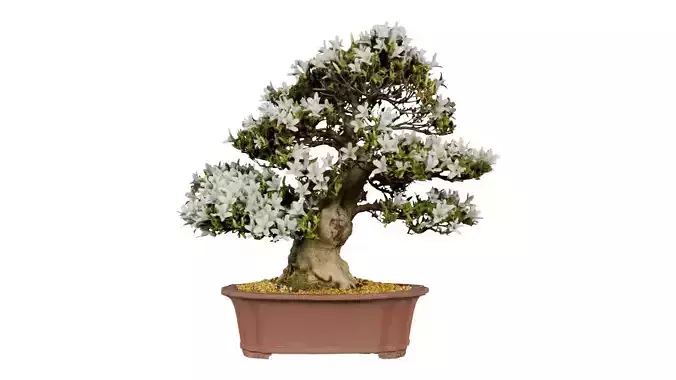 Satsuki Azalea Large White Rhododendron Indicum Bonsai Tree Low-poly 3D model