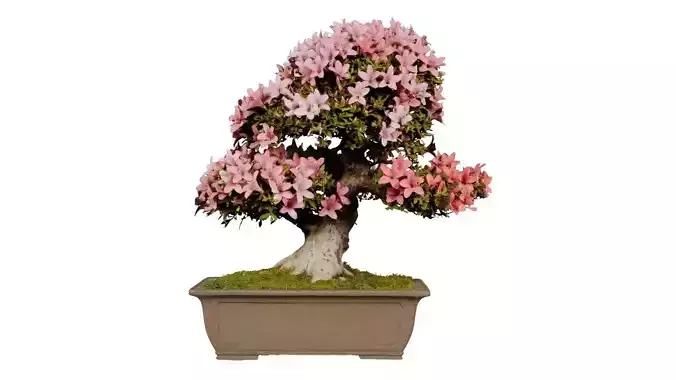 Satsuki Azalea Pink and White Rhododendron Indicum Bonsai Tree Low-poly 3D model