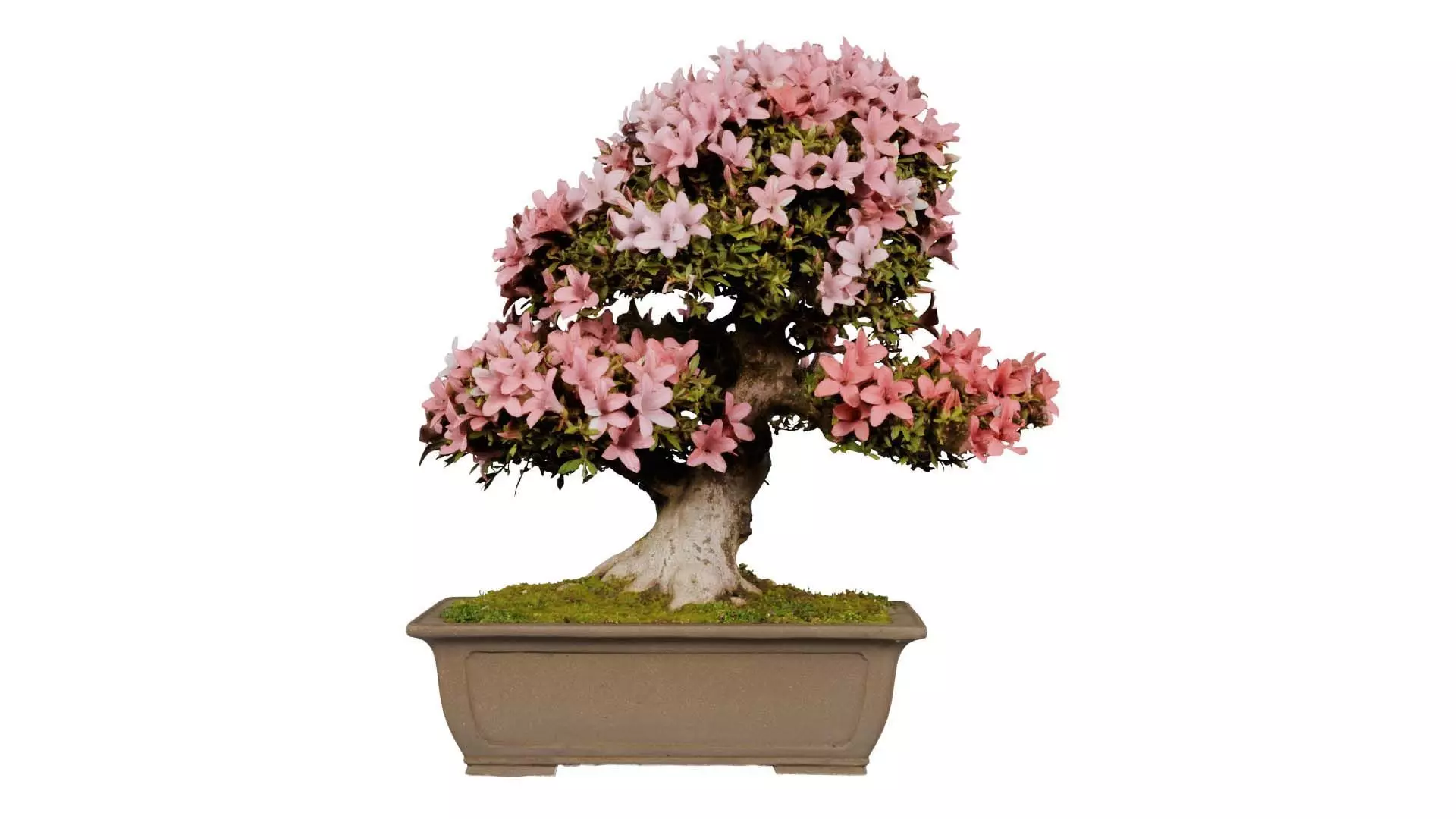 Satsuki Azalea Pink and White Rhododendron Indicum Bonsai Tree Low-poly 3D model_0